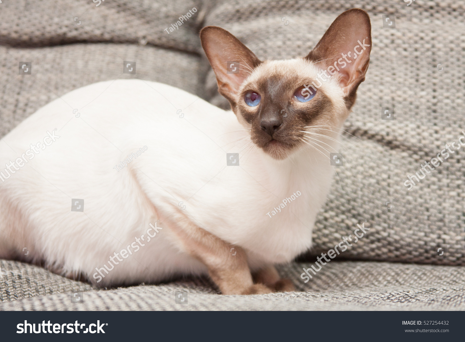 Сиамская турецкая кошка