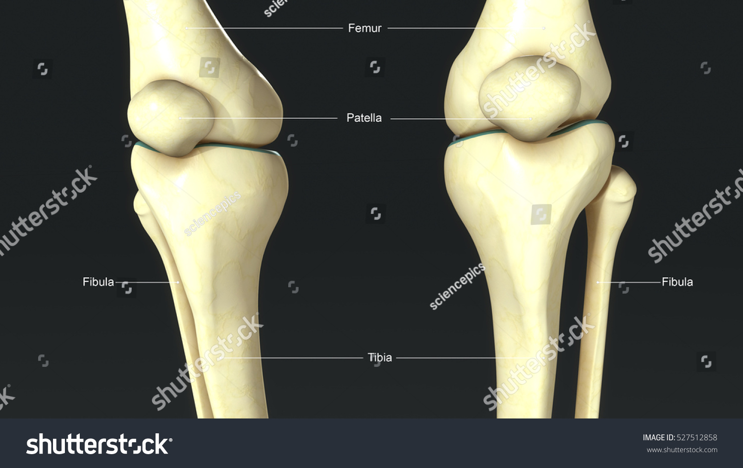 Кости коленного сустава