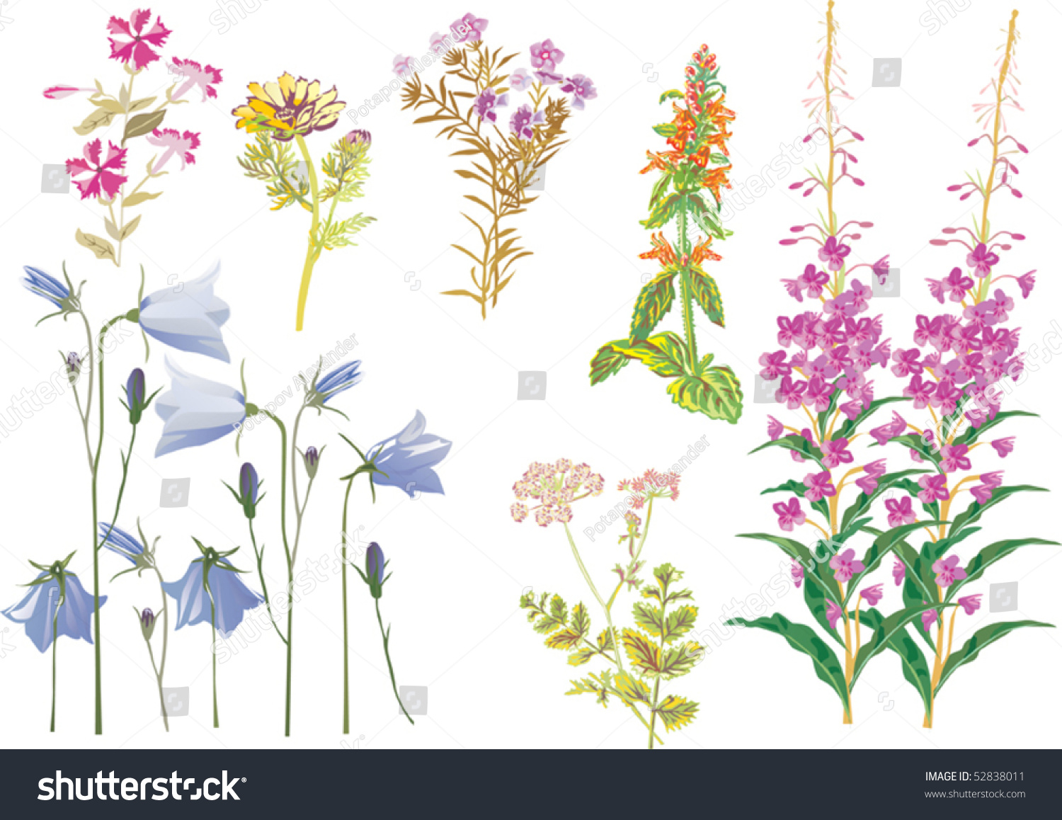 Illustration Wild Herbs Isolated On White Stock Vector (Royalty Free ...