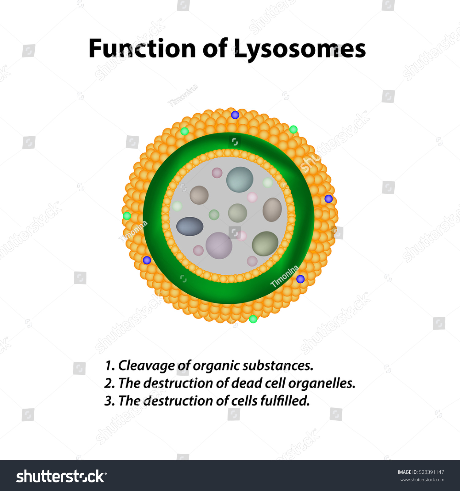 Structure Function Lysosomes Infographics Illustration On Stock Illustration 528391147 6296