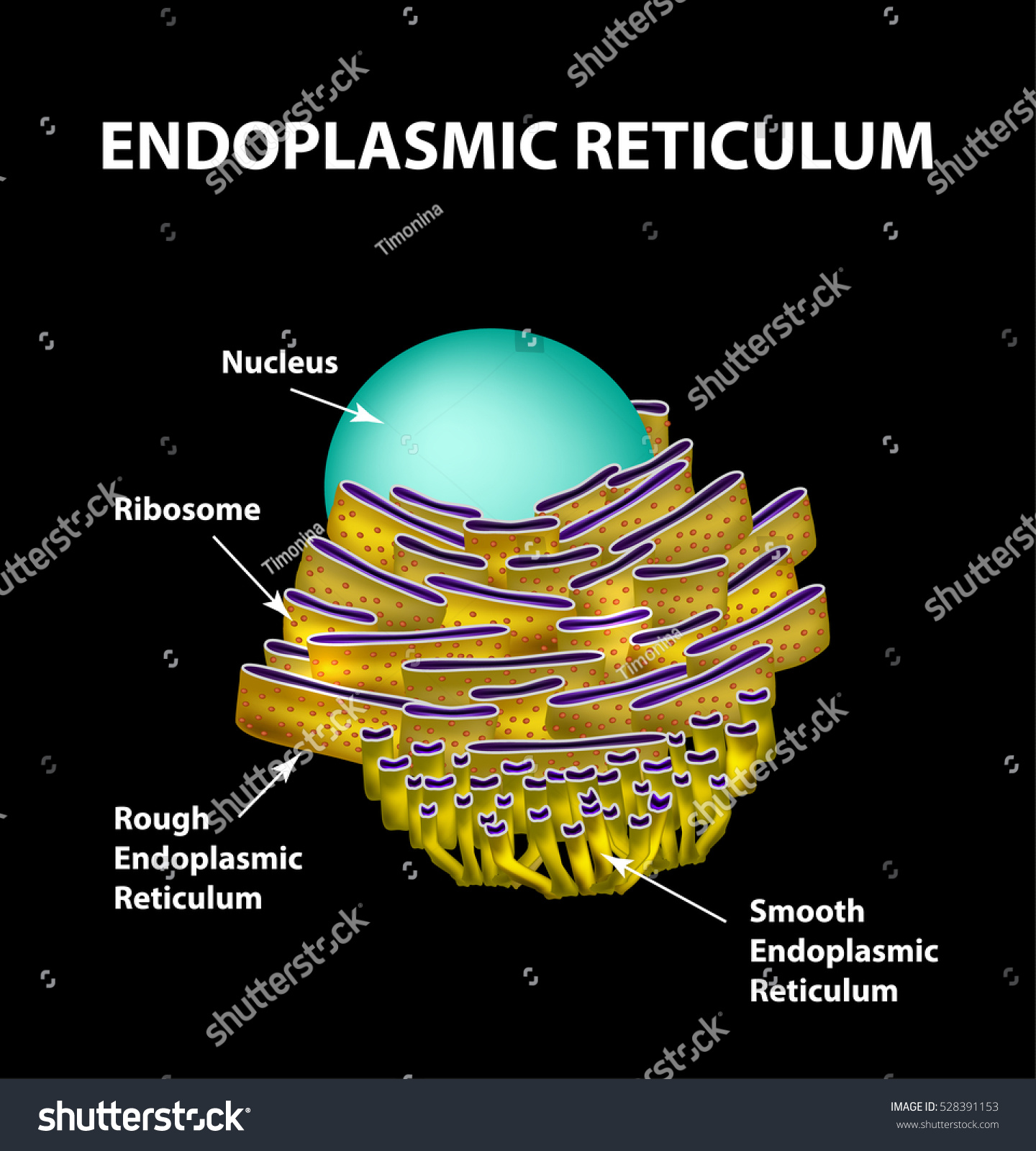 Endoplasmic Reticulum Structure Infographics Illustration Stock ...