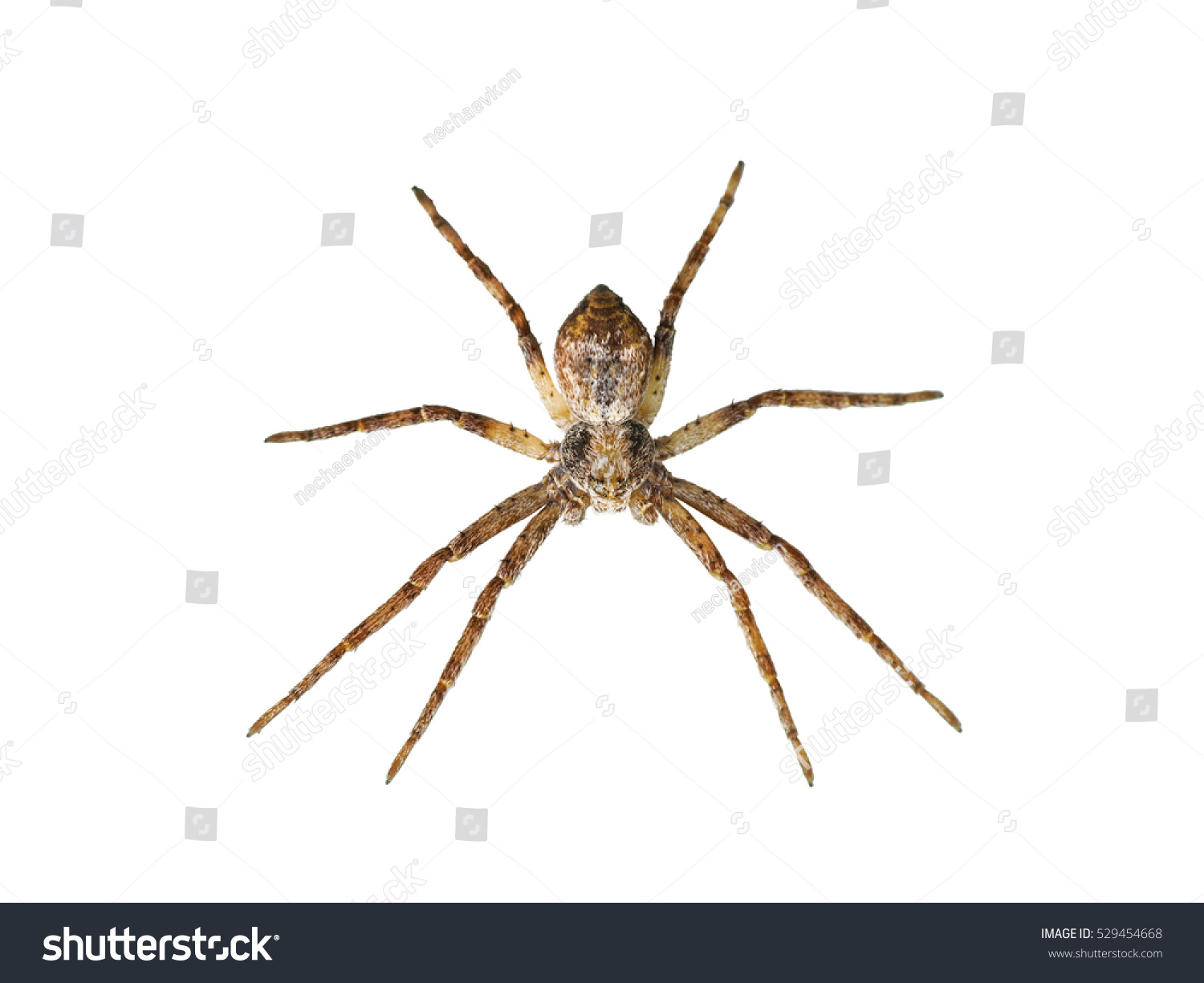 Scary Spider Isolated On White Stock Photo 529454668 | Shutterstock