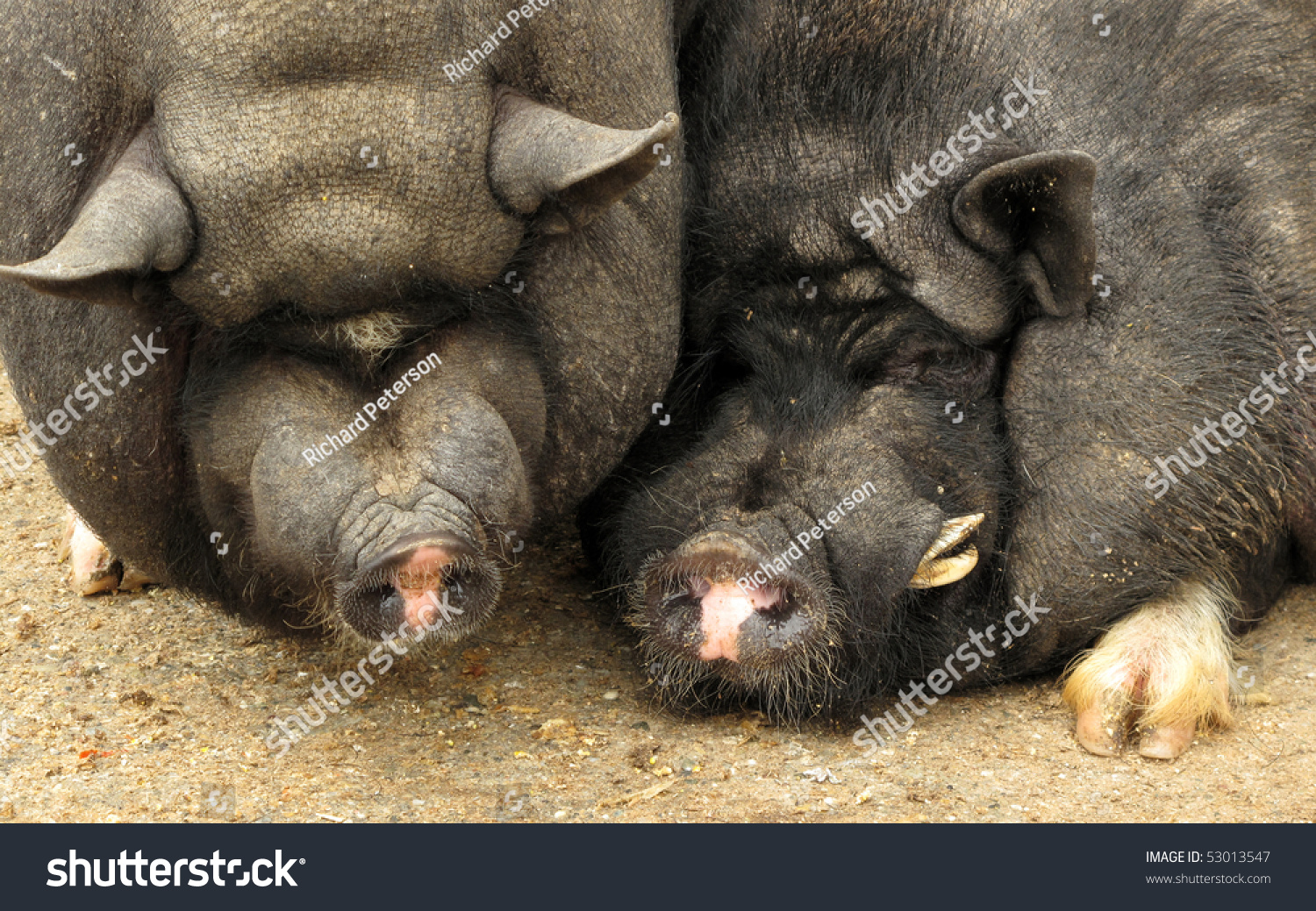 Две свиньи обнимаются
