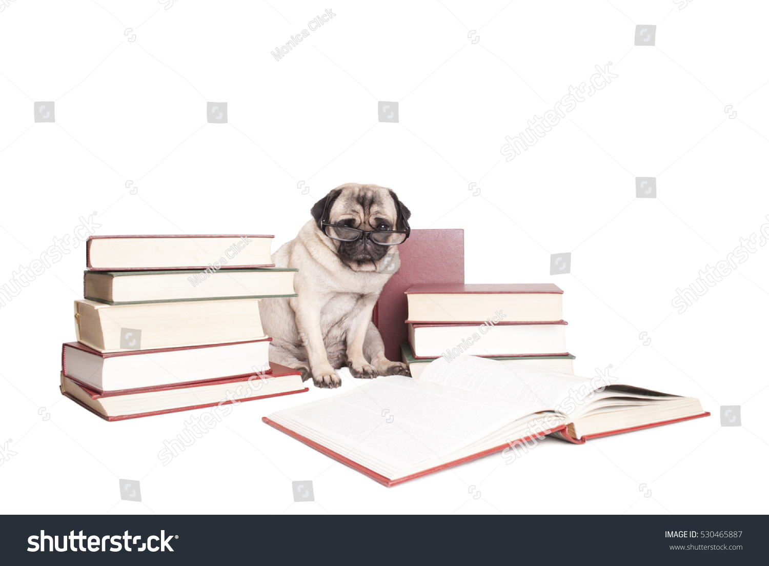 pugs reading glasses