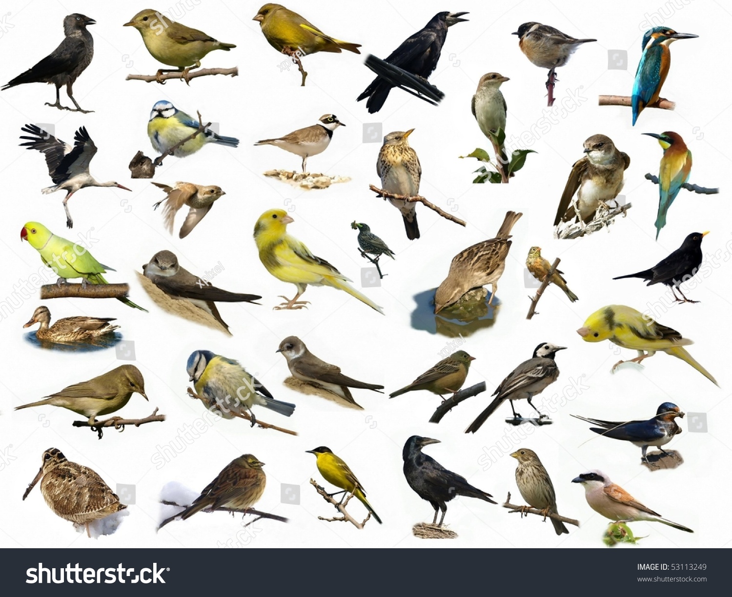 Set 35 Different Photographs Birds Isolated Stock Photo 53113249 ...