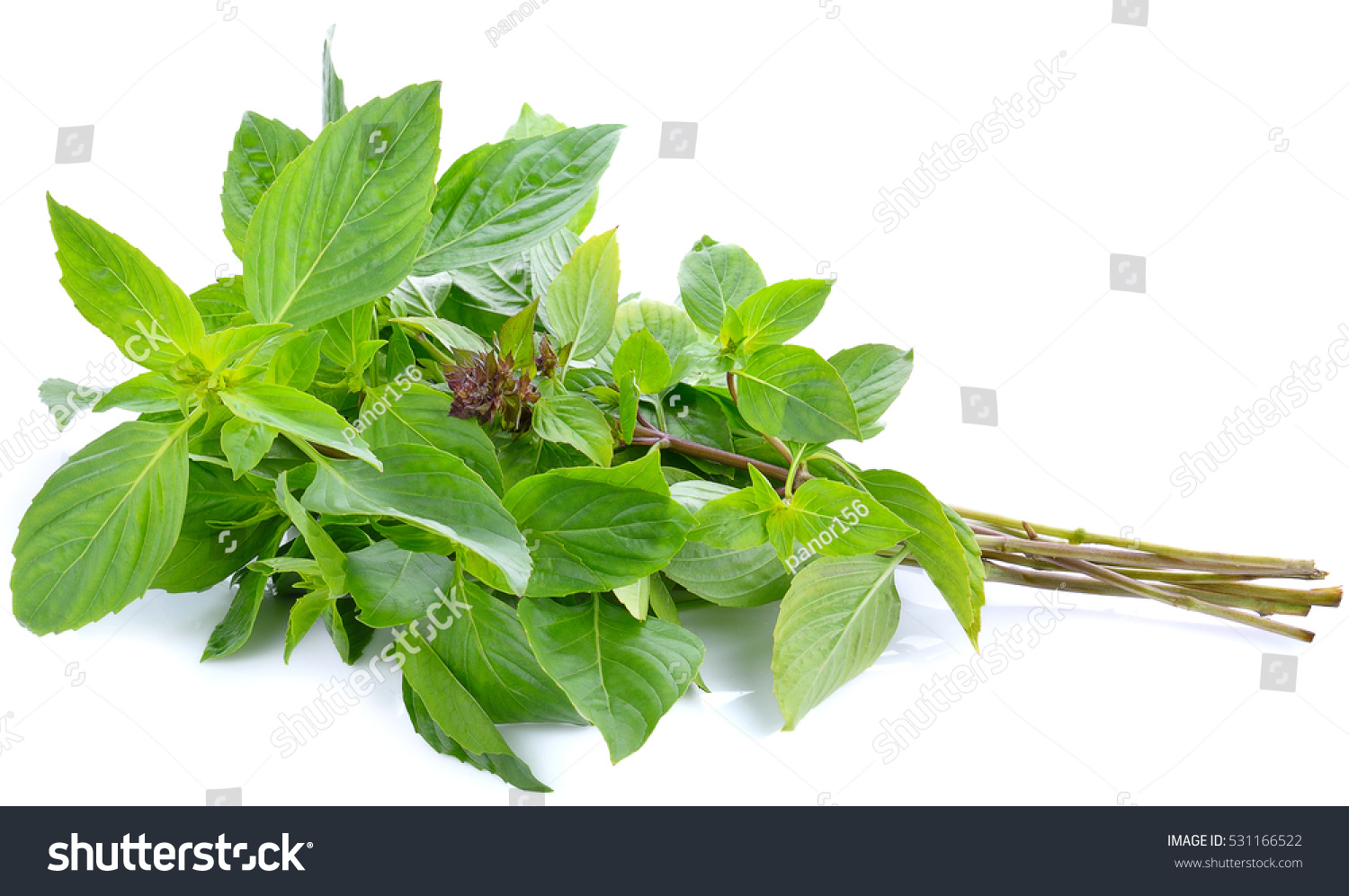 Sweet Basil Leaves Isolated On White Stock Photo 531166522 | Shutterstock