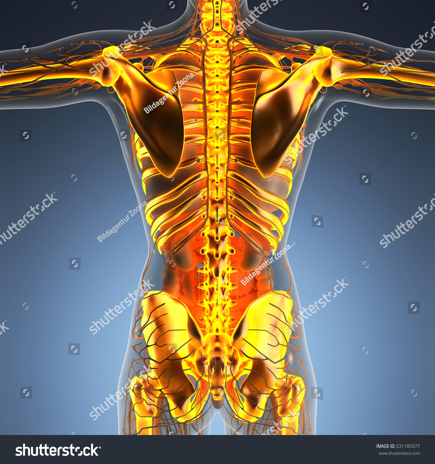 Science Anatomy Human Body Xray Glow Stock Illustration 531185077 ...