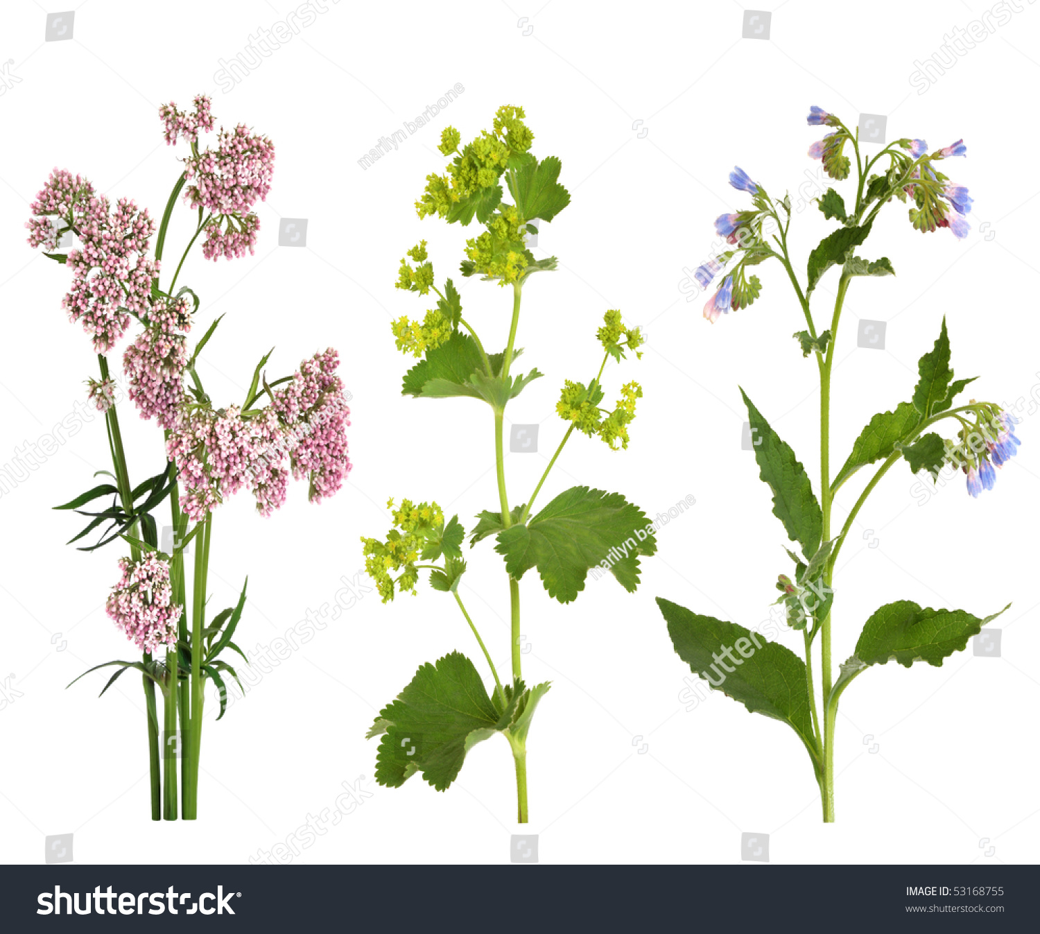 Лекарственные цветы для фотошопа