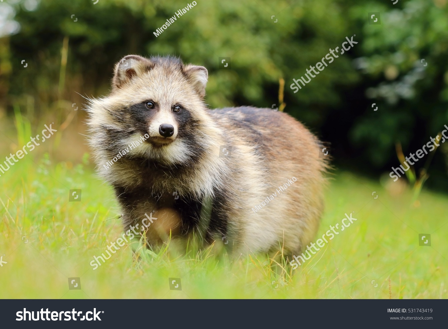 can you adopt a raccoon dog