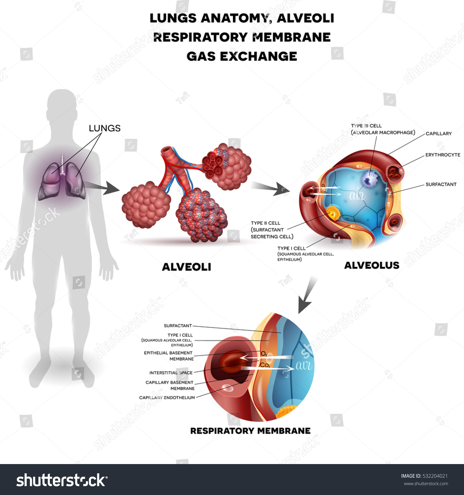 Respiratory System Organs Lungs Alveoli Respiratory Stock Illustration ...