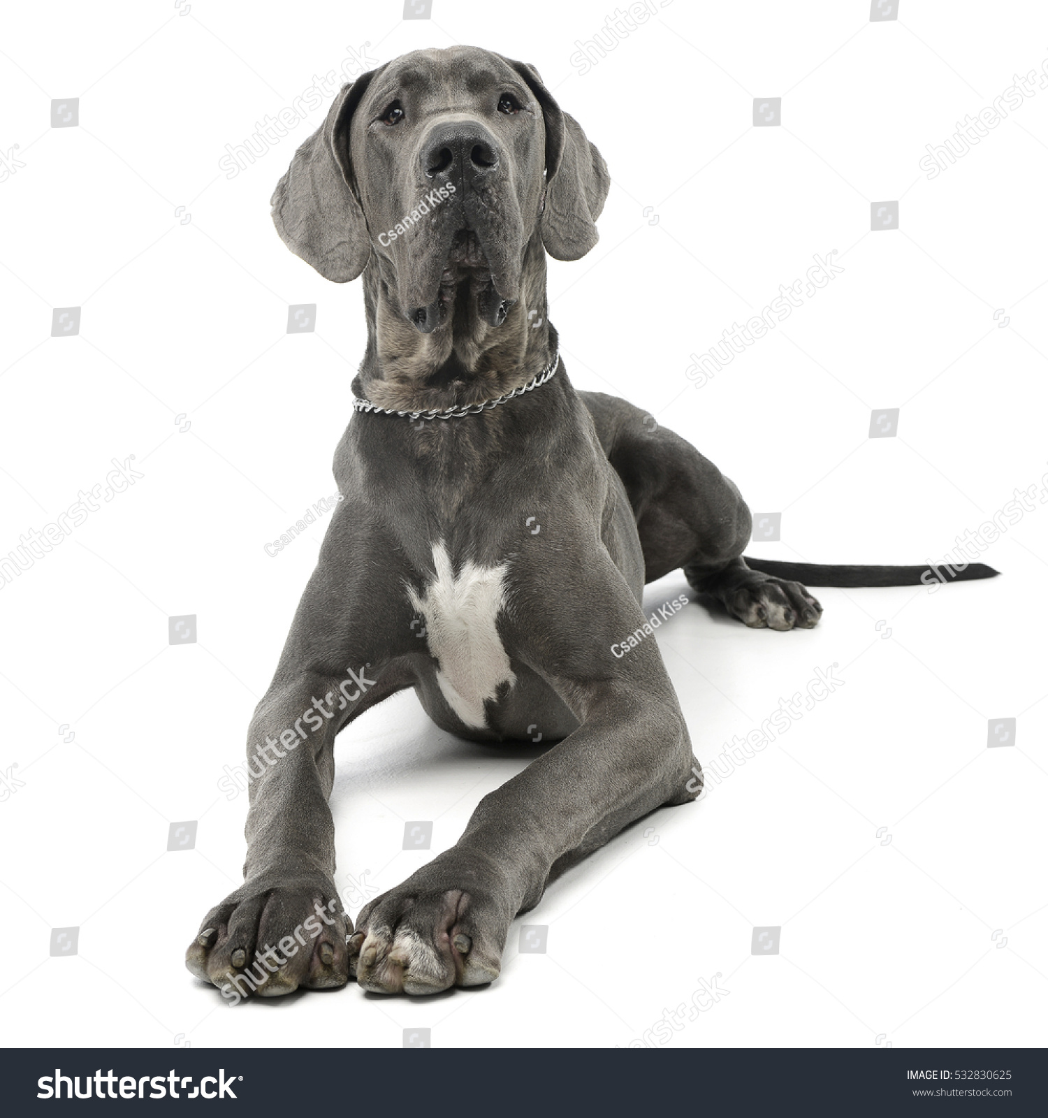 Studio Shot Adorable Great Dane Dog Stock Photo 532830625 | Shutterstock