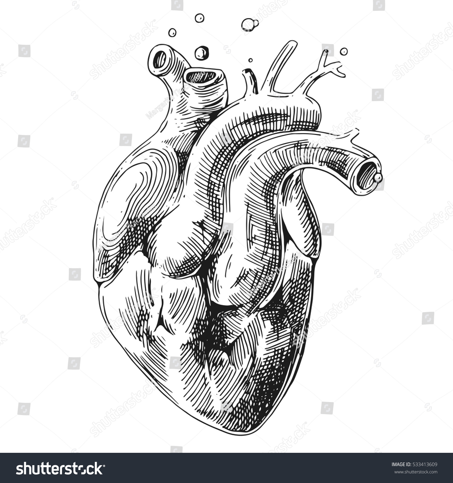 Сердце Анатомическое вектор