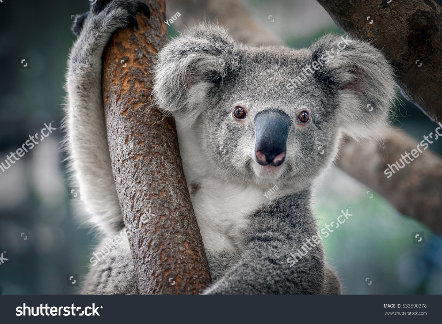 13,508 Koala Bear Stock Photos, Images & Photography | Shutterstock