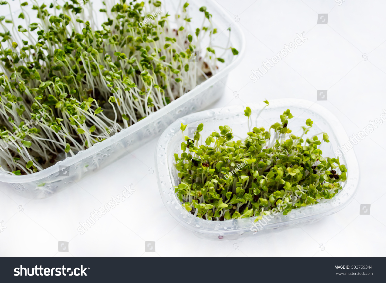 Broccoli Sprouts Купить