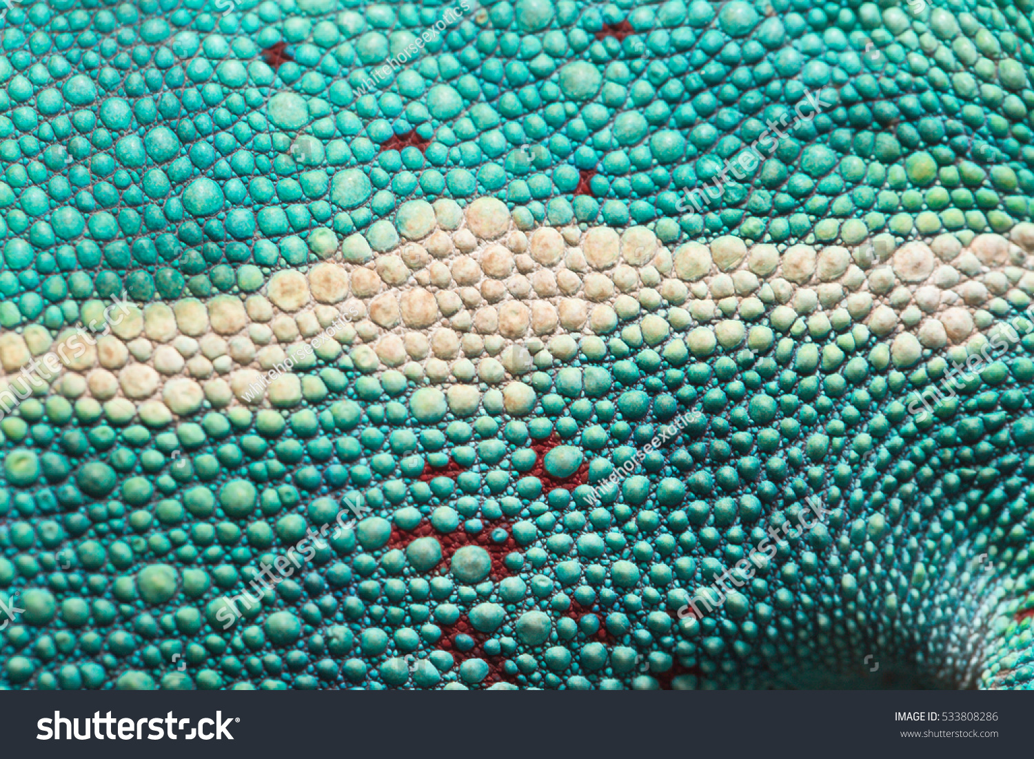 51,189 Green Lizard Close Up Images, Stock Photos & Vectors | Shutterstock