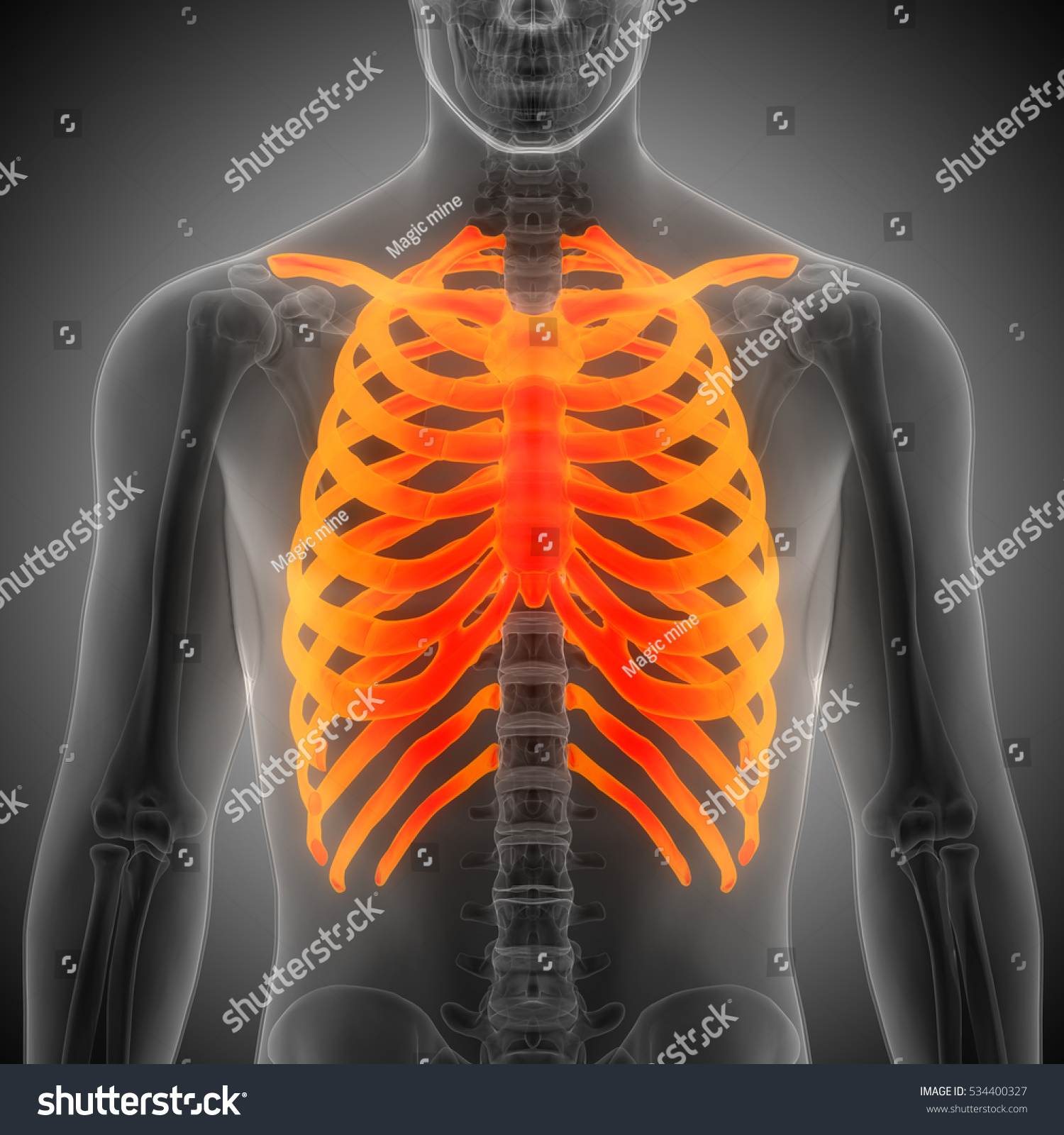 Human Skeleton Ribs Vertebral Column Anatomy Stock Illustration ...