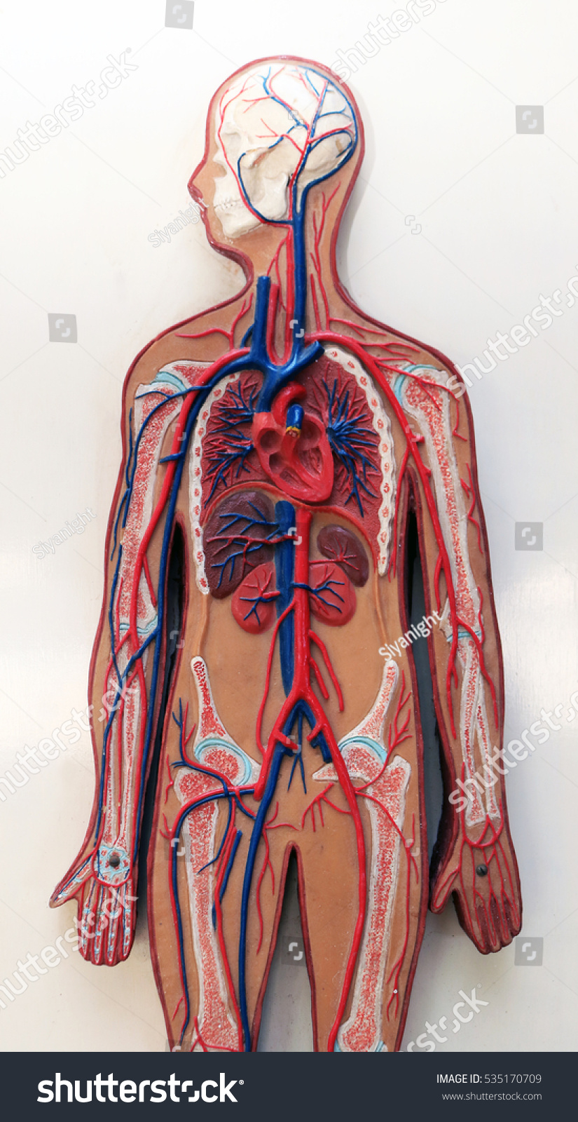 capillaries human diagram