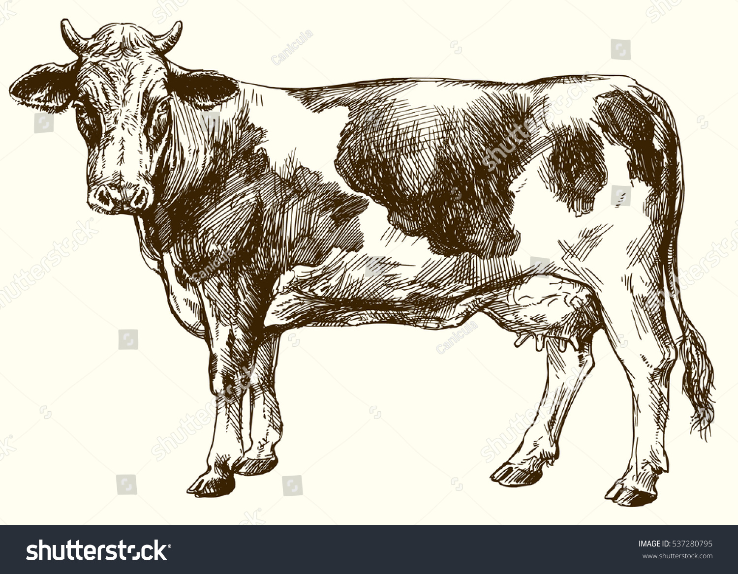 Корова сверху рисунок