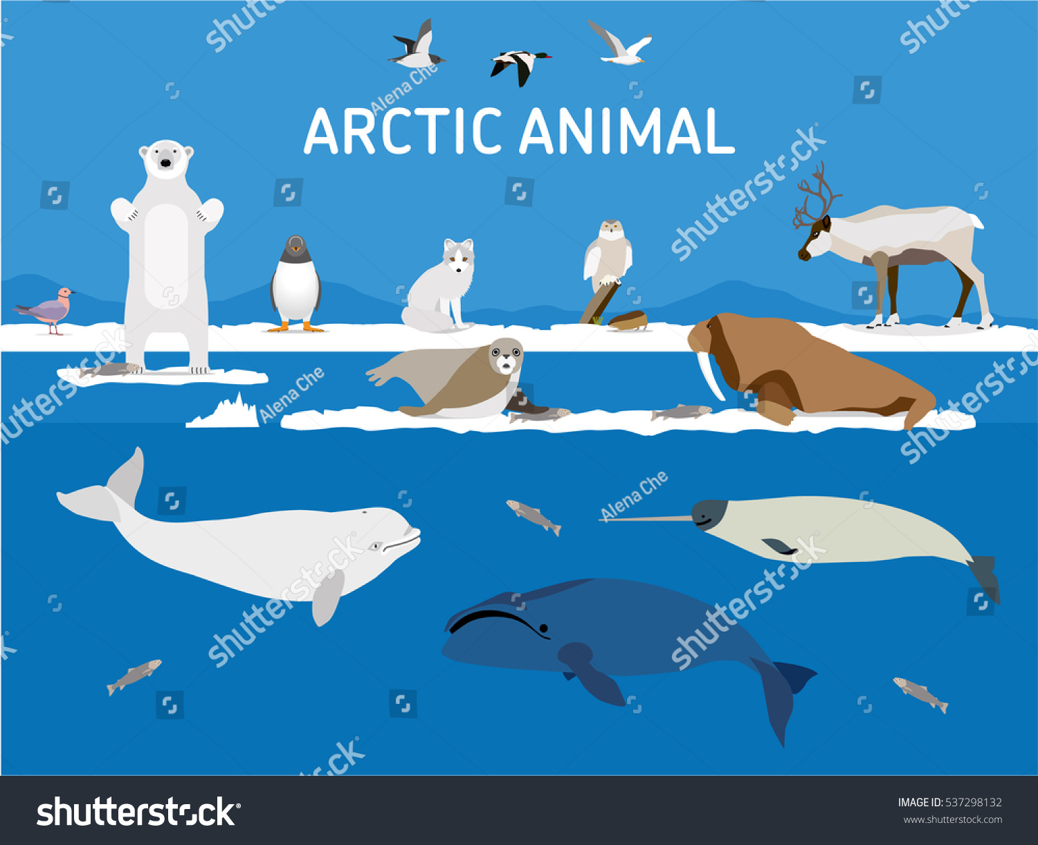 Animals Arctic Vector Set Polar Mammals Stock Vector (Royalty Free ...