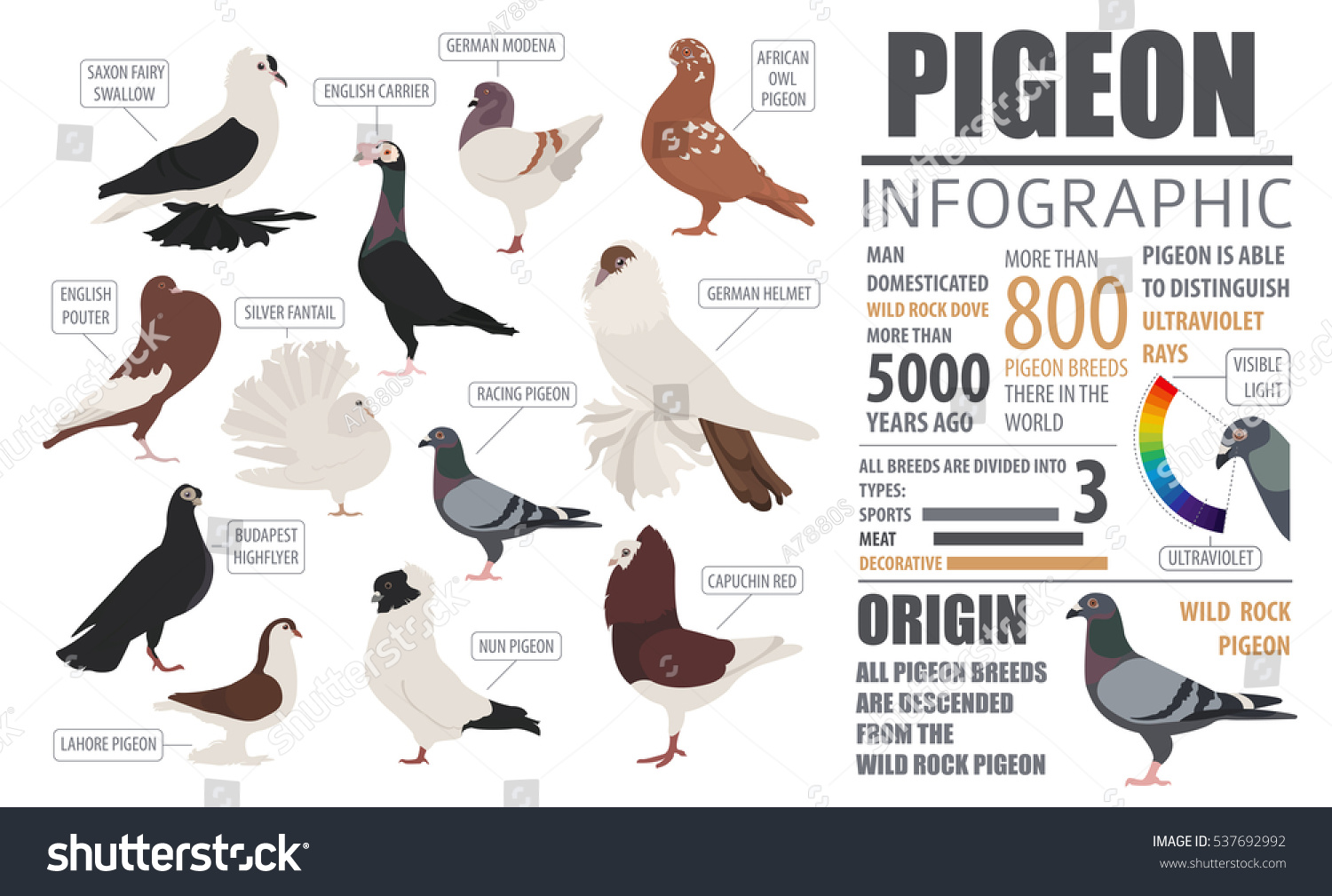 Poultry Farming Infographic Template Pigeon Breeding Stock Vector ...