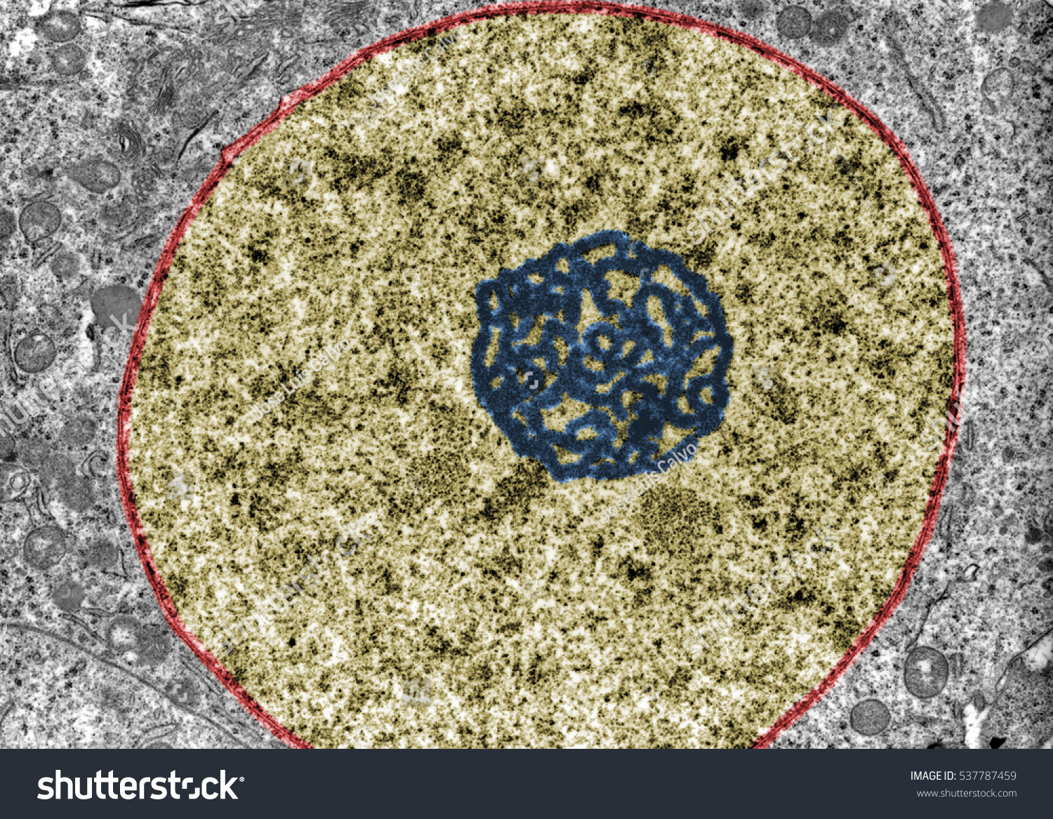 Ядро клетки в микроскопе
