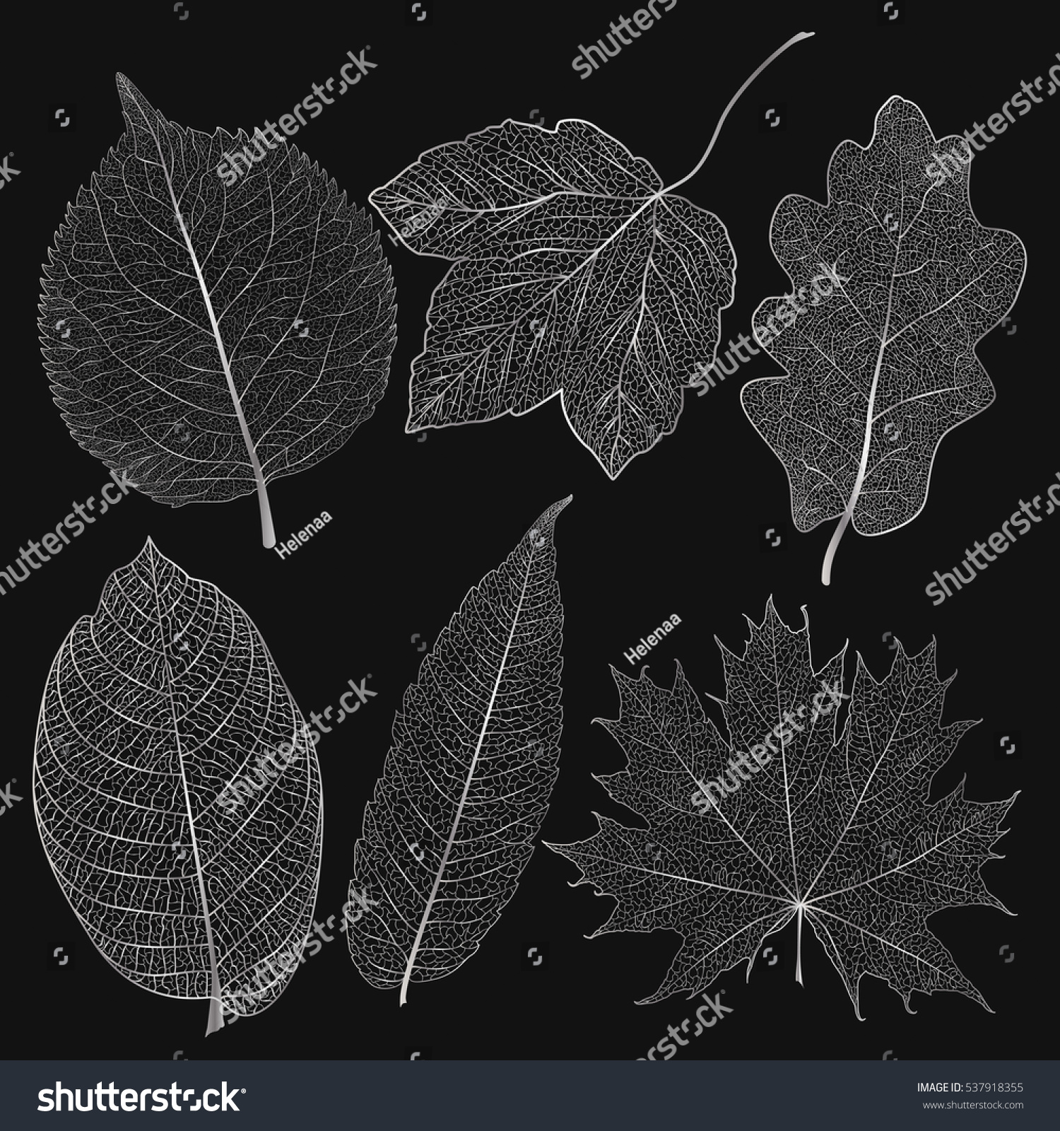 Set Colored Silver Leaves Vector Illustration Stock Vector (Royalty ...