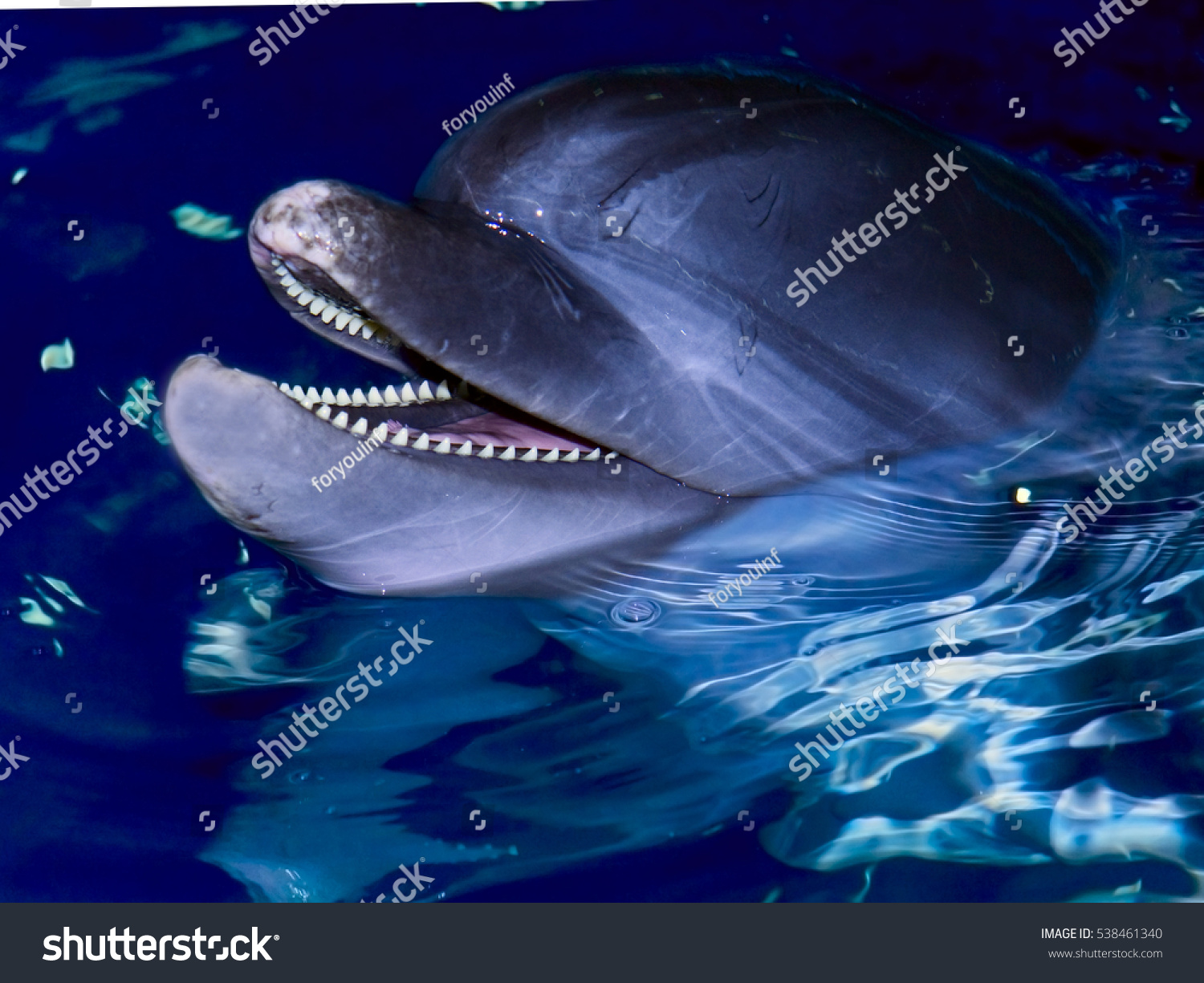 Bottlenose Dolphin Teeth Looking Camera Stock Photo 538461340 ...