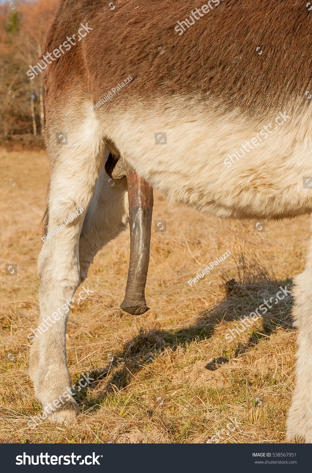 Стоковая фотография 538567951: Size Penis Donkey Shutterstock.