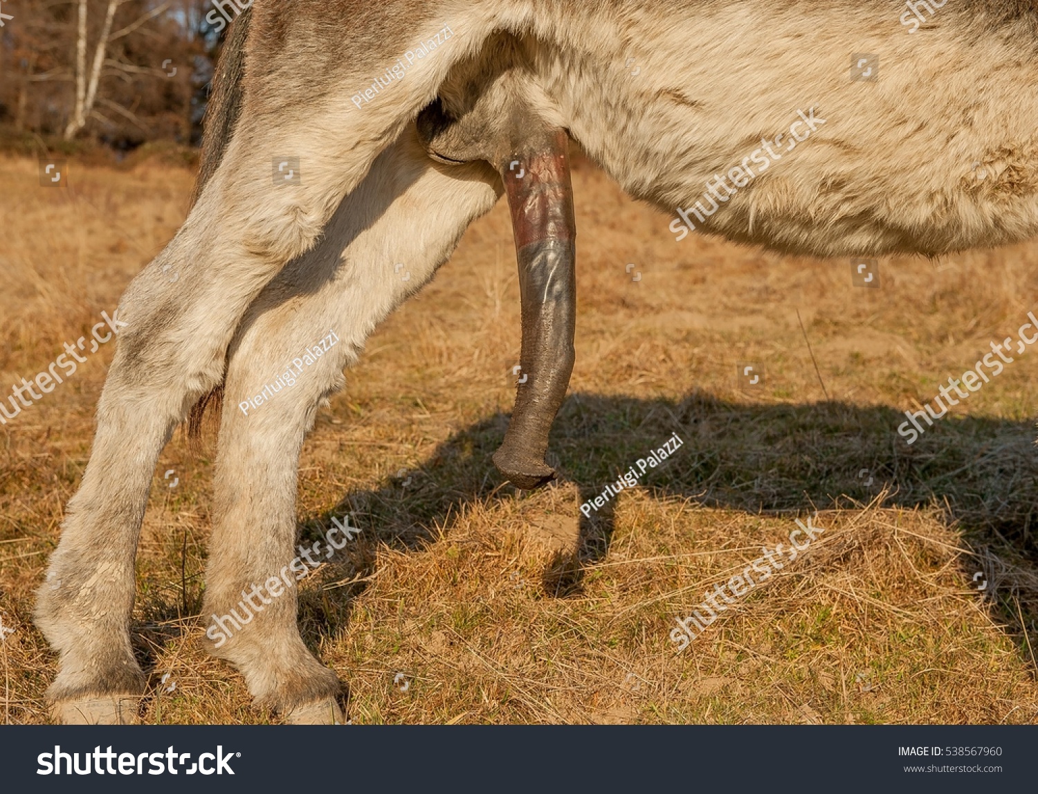 Size Penis Donkey Foto Stok 538567960 Shutterstock.
