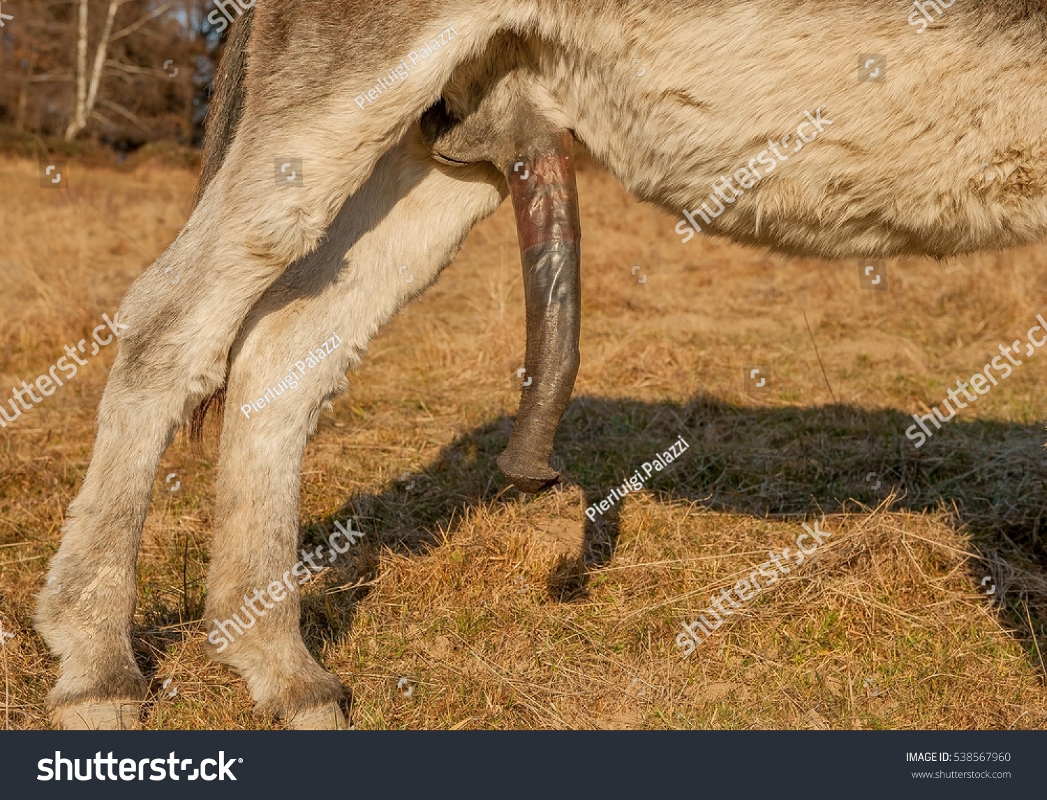 Burros manaderos