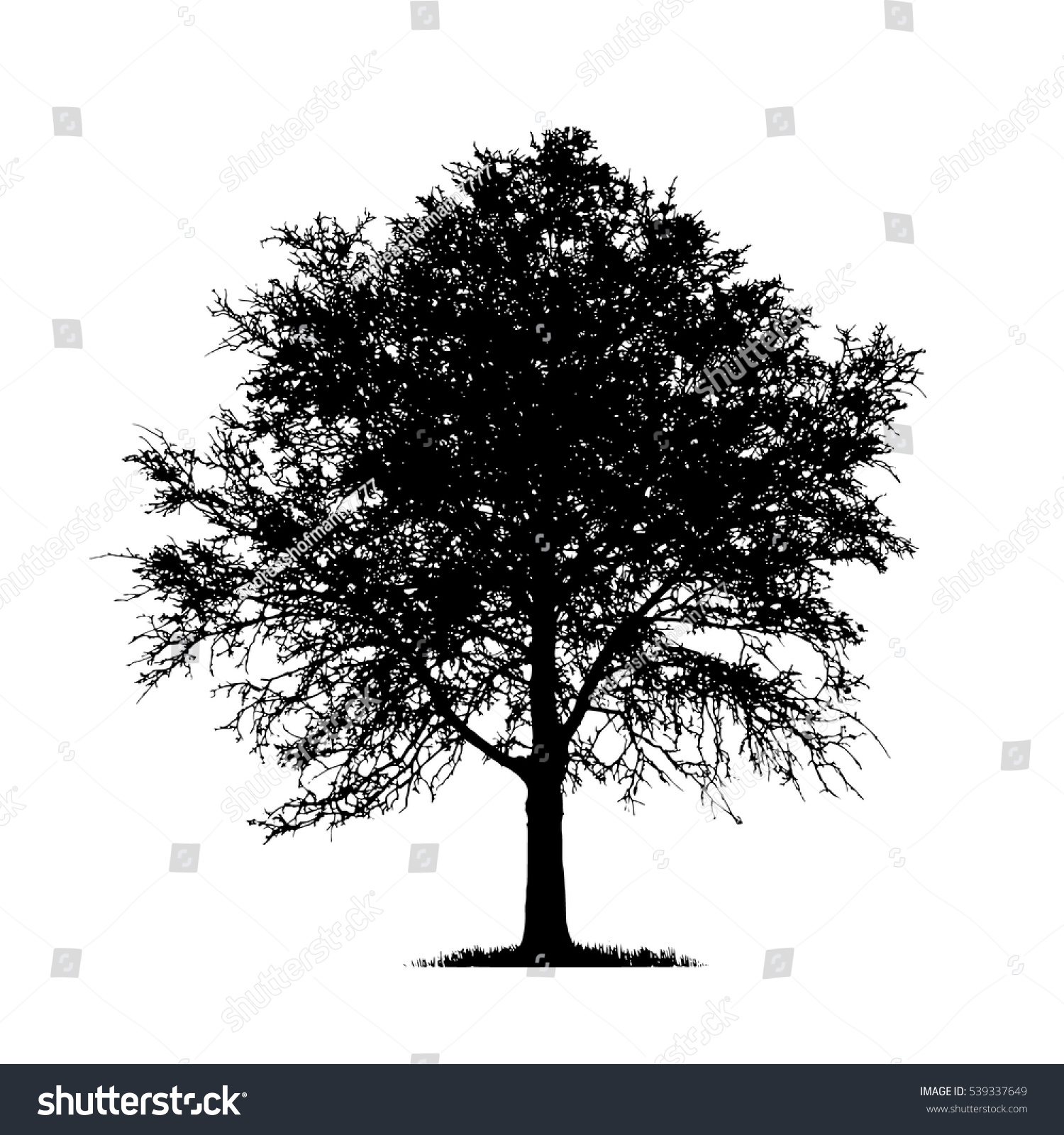 Realistic Birch Tree Silhouette Vector Illustrationeps10 Stock Vector ...