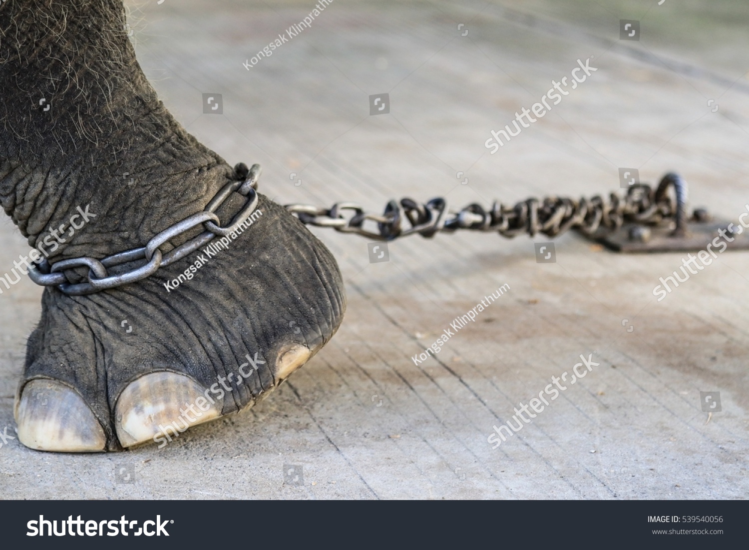 2,994 Elephant In Chains Images, Stock Photos & Vectors | Shutterstock