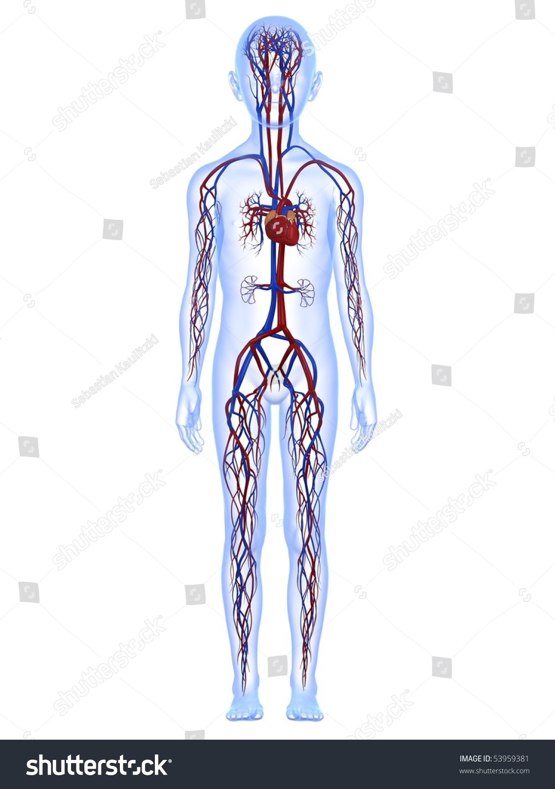 Male Child Anatomy Vascular System Stock Illustration 53959381 ...