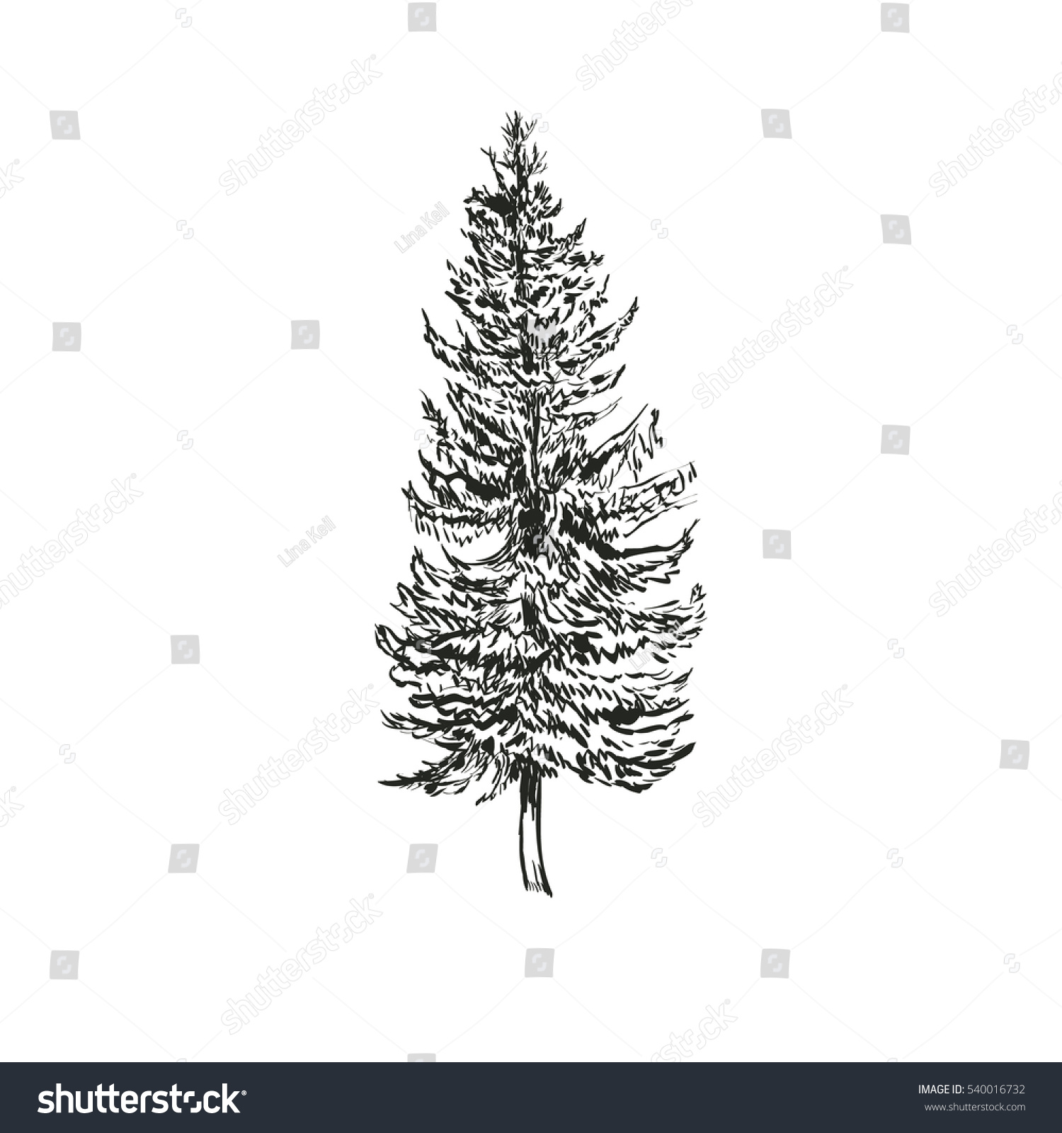 Spruce Fir Sketch Vector Illustration Picea Stock Vector (Royalty Free ...