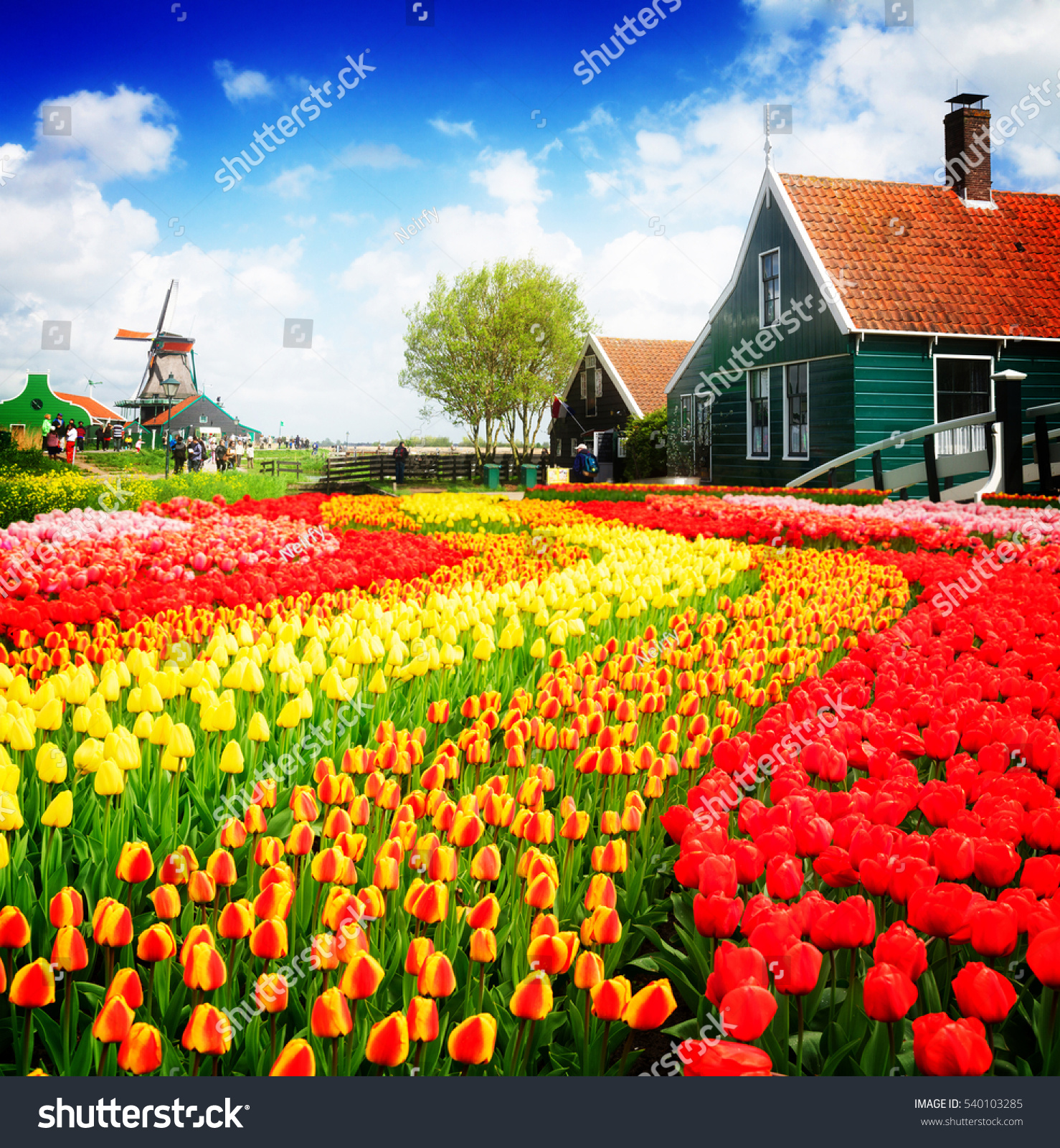 9 493 Dutch Mill Old House Images Stock Photos Vectors Shutterstock   Stock Photo Rural Dutch Scenery Of Small Old Houses And Canal With Windmill And Tulips Rows Netherlands Retro 540103285 