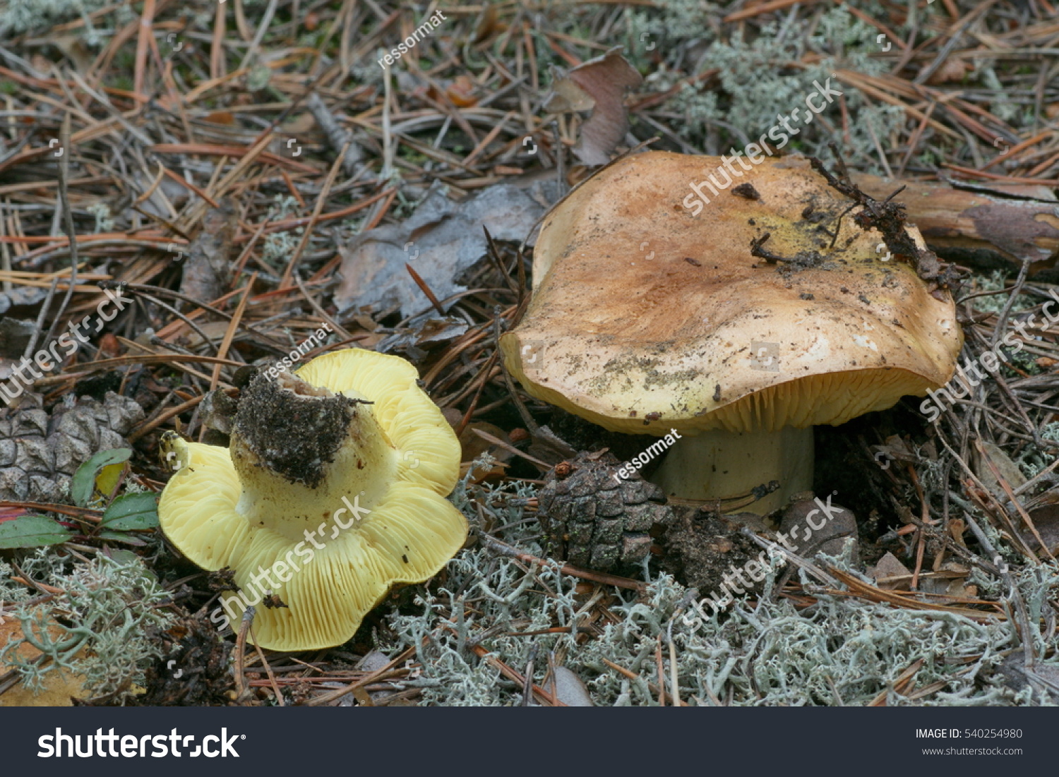 Зеленушка обыкновенная гриб