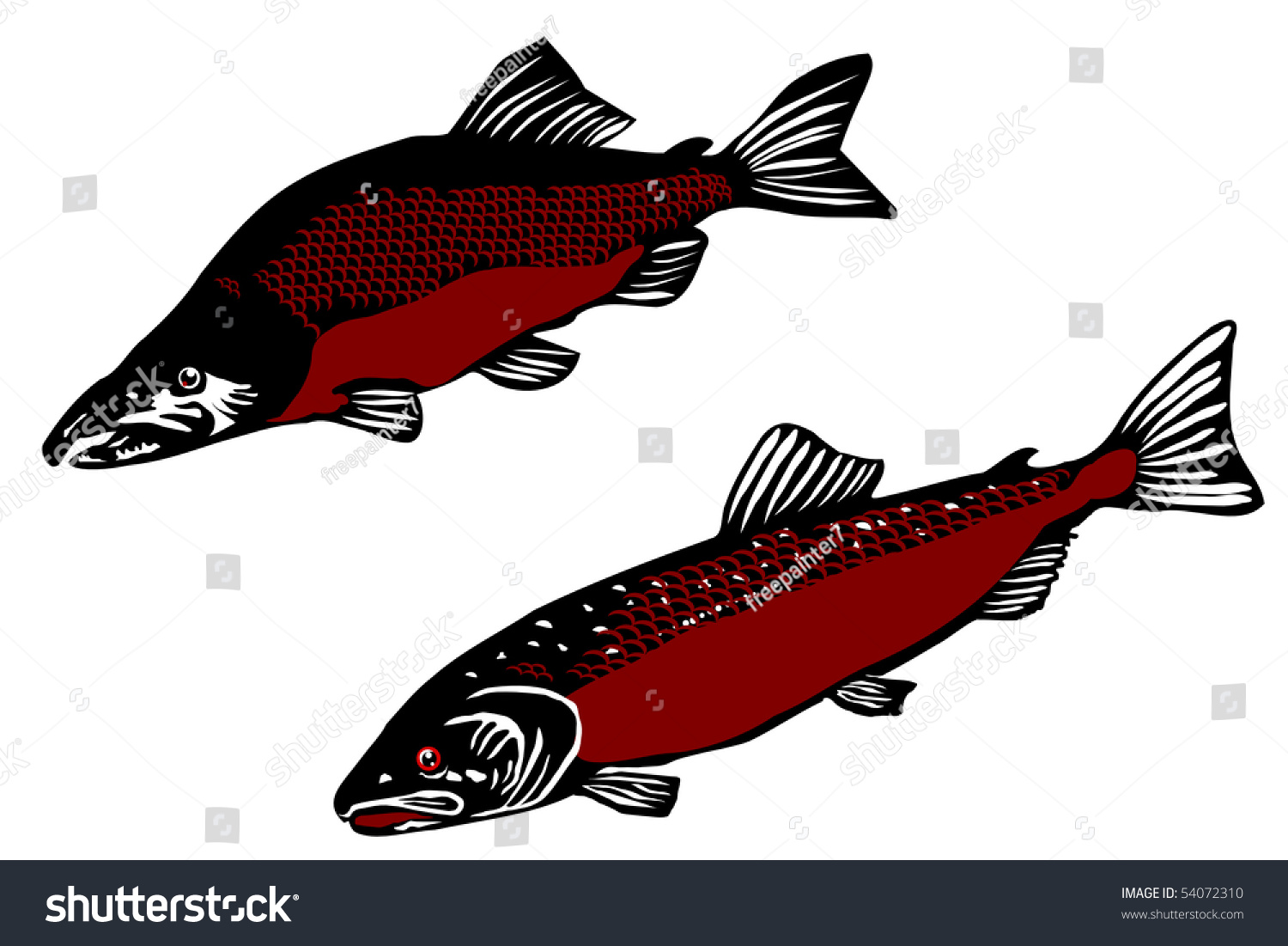 Atlantic Salmon Salmo Salar Dimock Salmon Stock Vector (Royalty Free