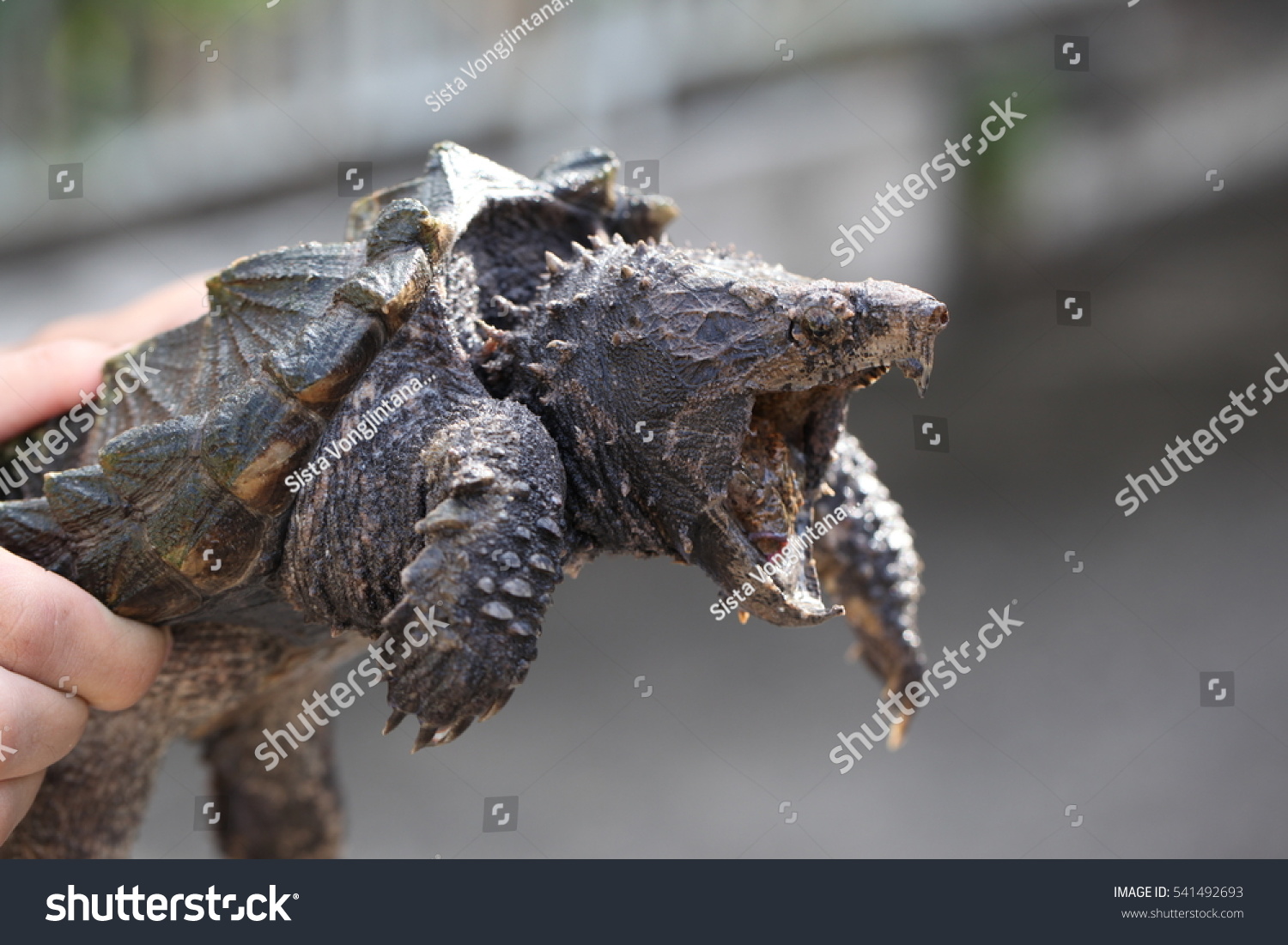 Hand Holding Alligator Snapping Turtle Dangerous Stock Photo 541492693 ...