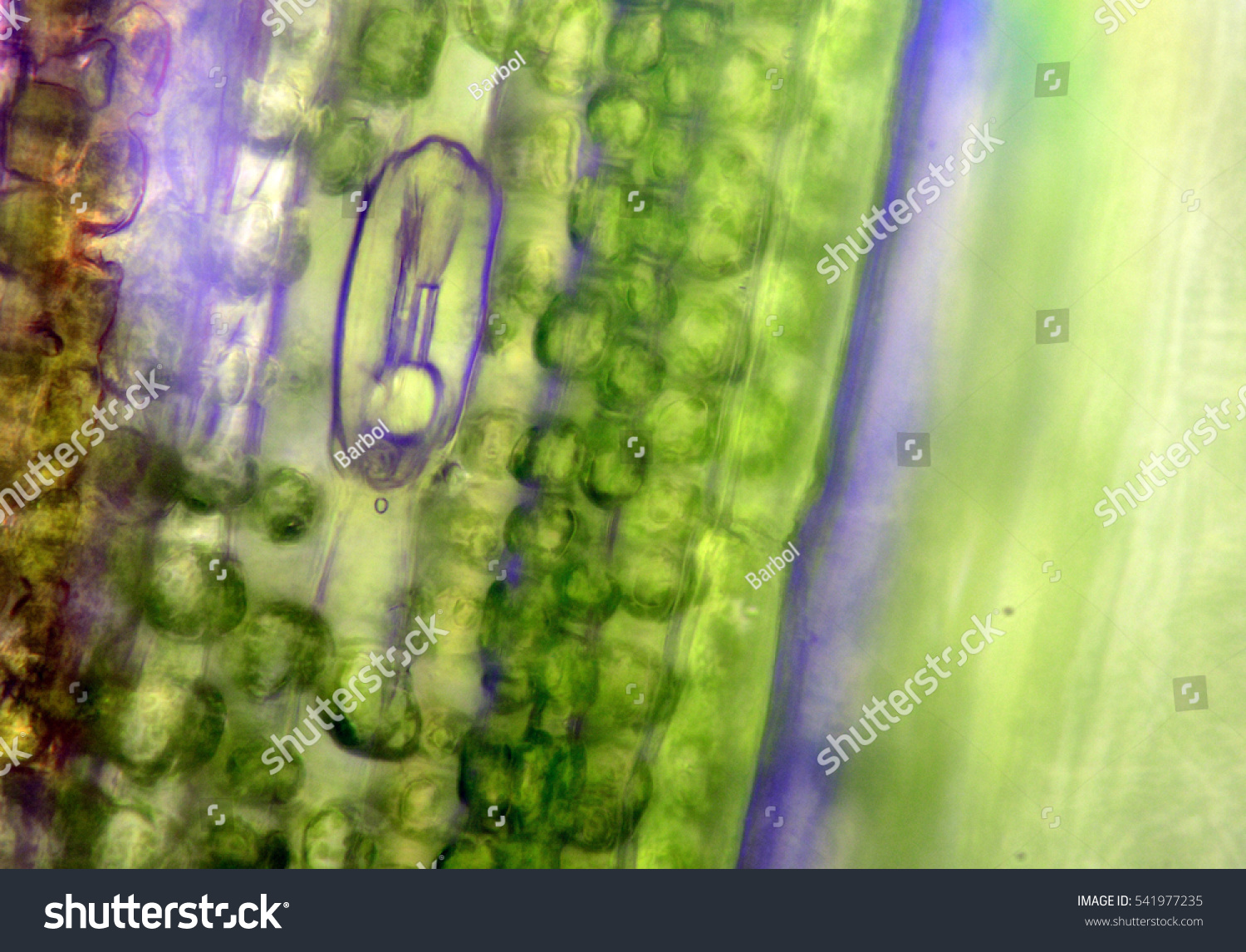 Stoma Micrograph Leaf Under Microscope Organproducing Stock Photo ...