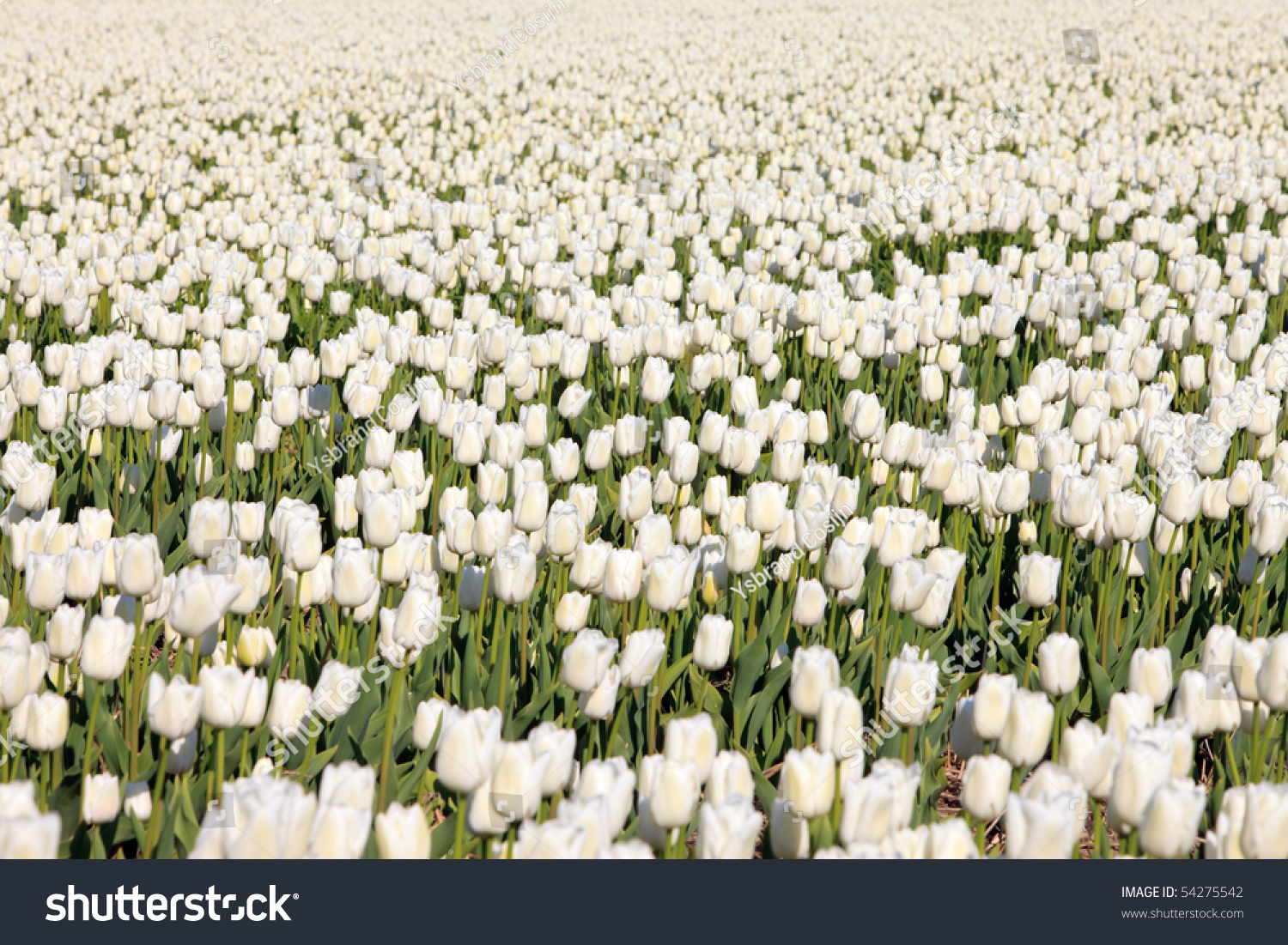 Поле белых тюльпанов