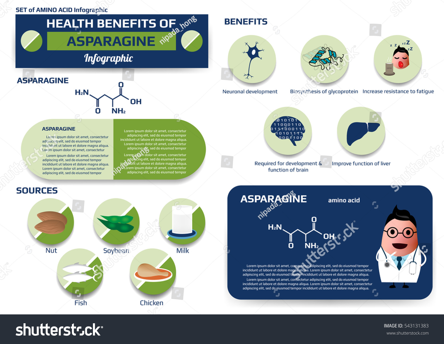 Set Health Benefits Asparagineamino Acid Infographic Stock Vector ...