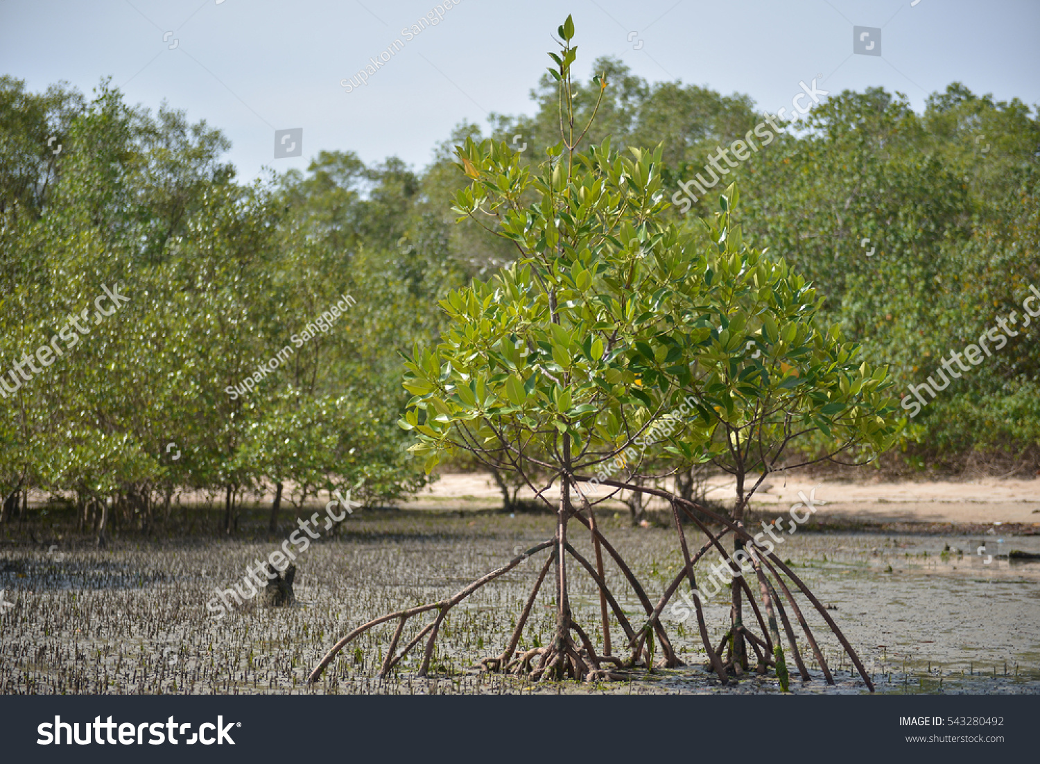 Mangrove Forest Food Sources Sea Animals Stock Photo 543280492 ...