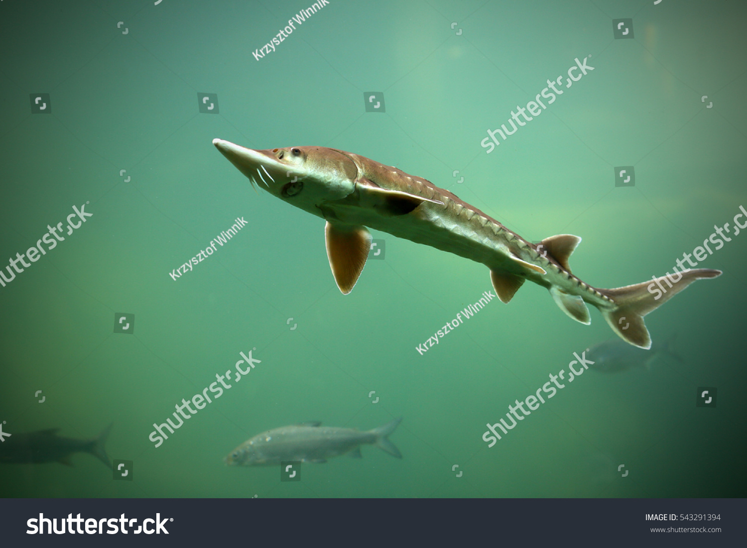 Sturgeon Rare Fish Lakes Stock Photo 543291394 | Shutterstock