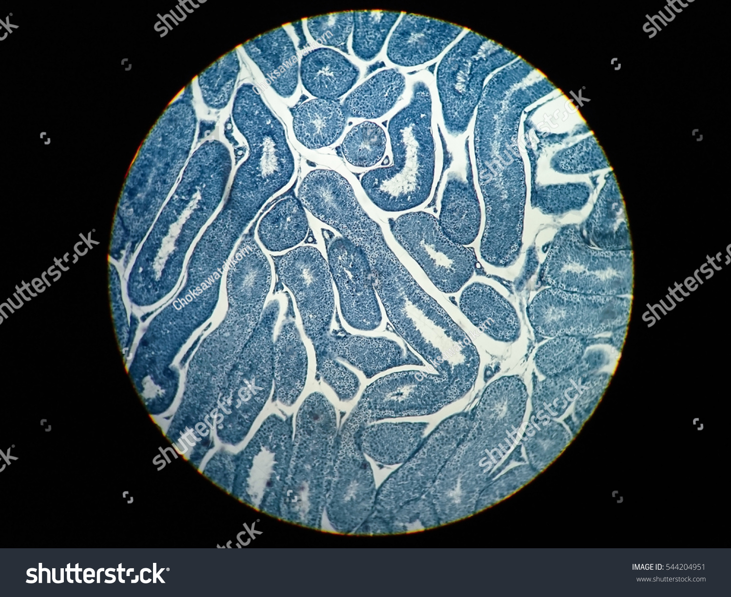 Cross Section Human Testis Under Microscope Shutterstock