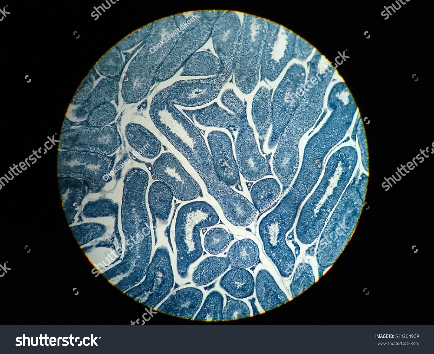 Cross Section Human Testis Under Microscope ภาพสต็อก 544204969