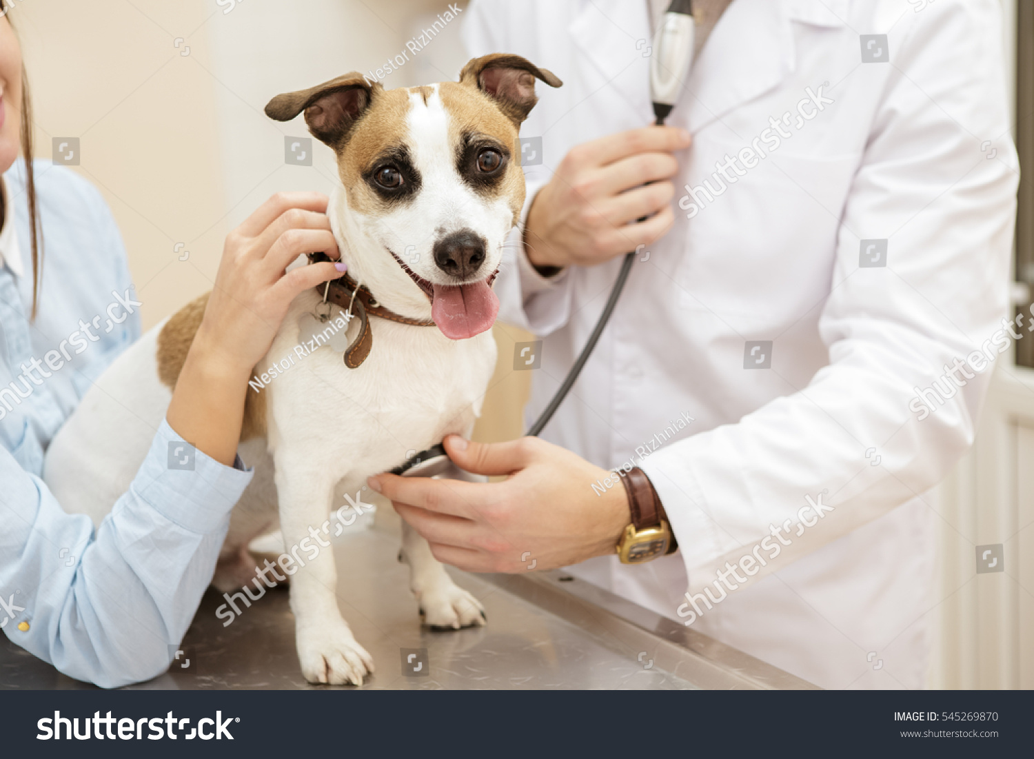 371 Dog heart rate Images, Stock Photos & Vectors | Shutterstock