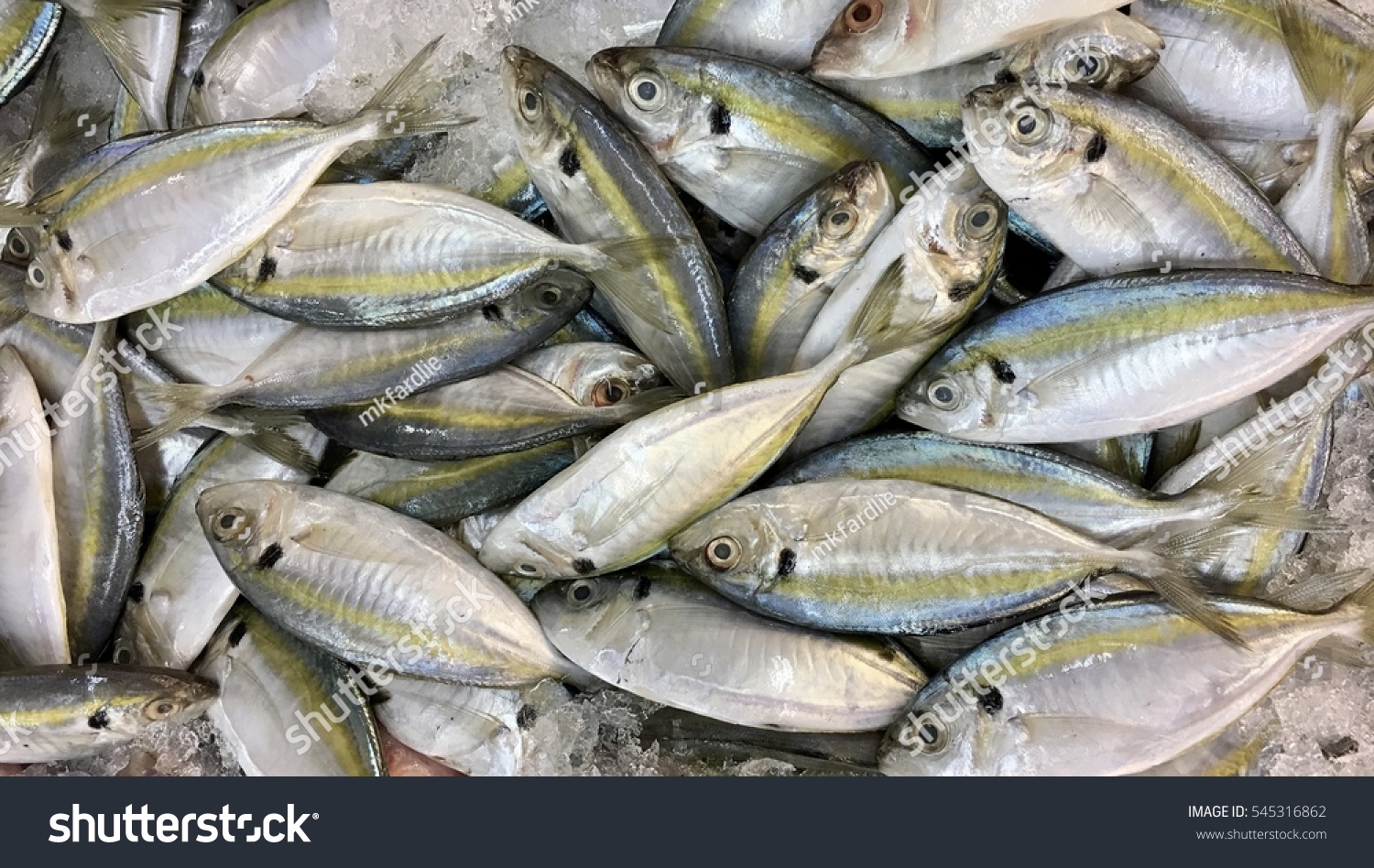 Ikan Selar in English