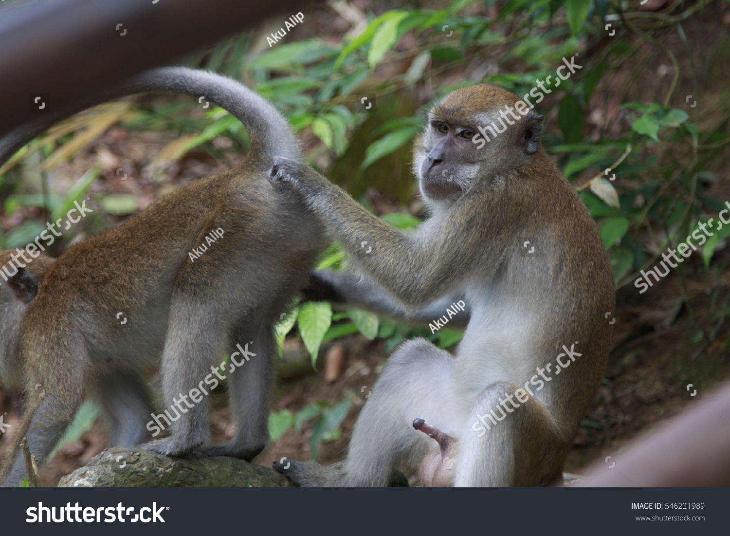 Monkey Smelling Each Other Butt One Foto Stok 546221989 Shutterstock.