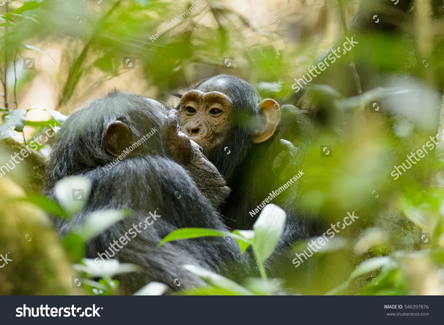 Chimpanzee Good Night Kiss Stock Photo 546397876 | Shutterstock