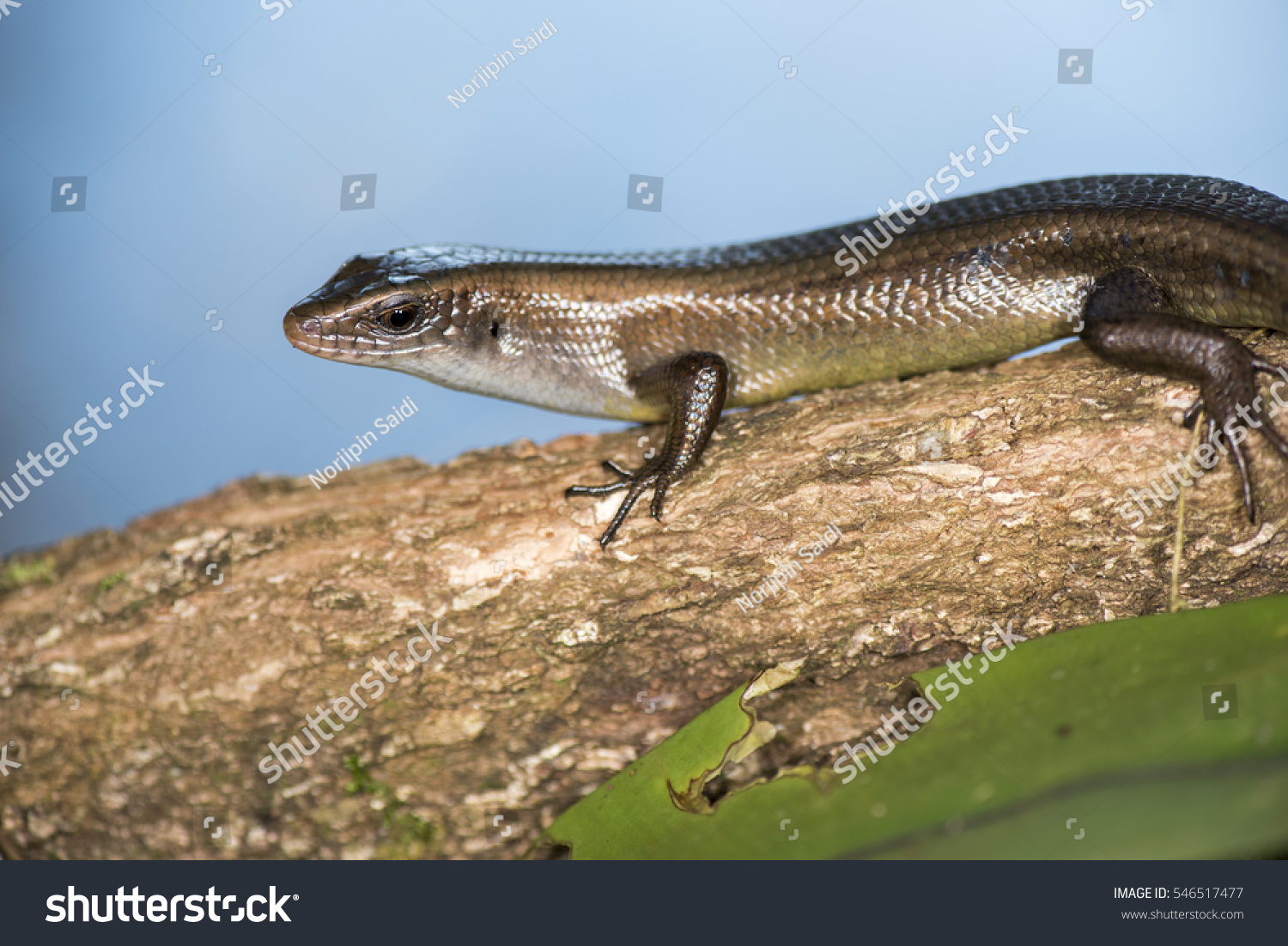 Sun Skink Mabuya Multifasciata Tawau Sabah Stock Photo 546517477 ...